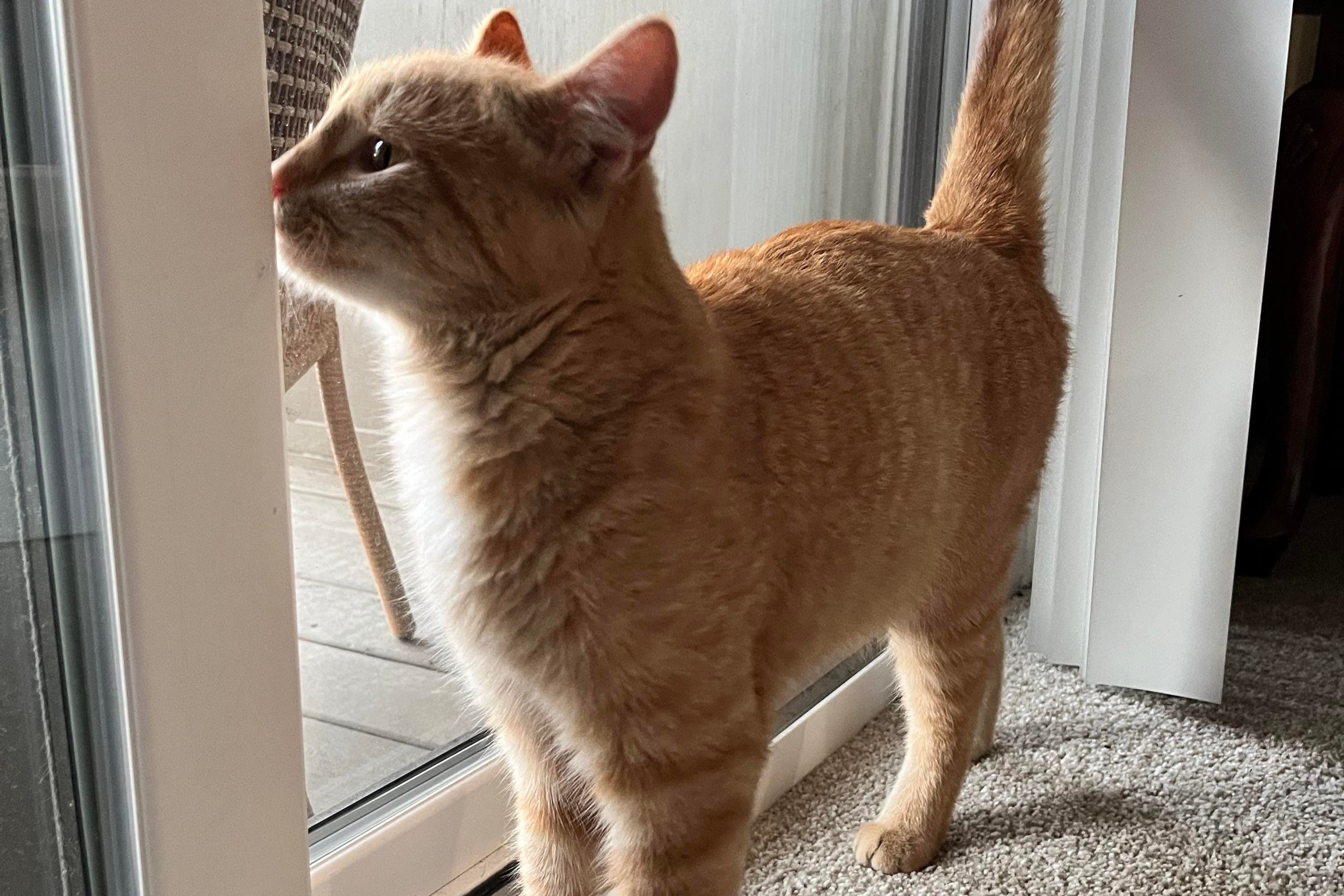 bucket the cat