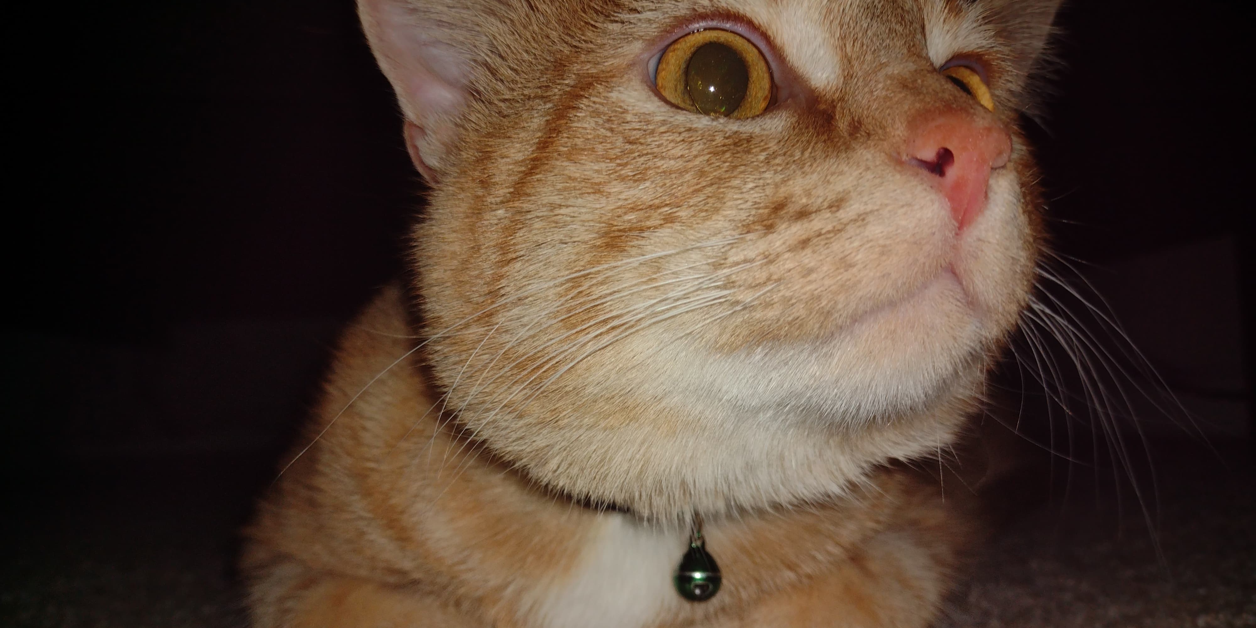 cat under bed