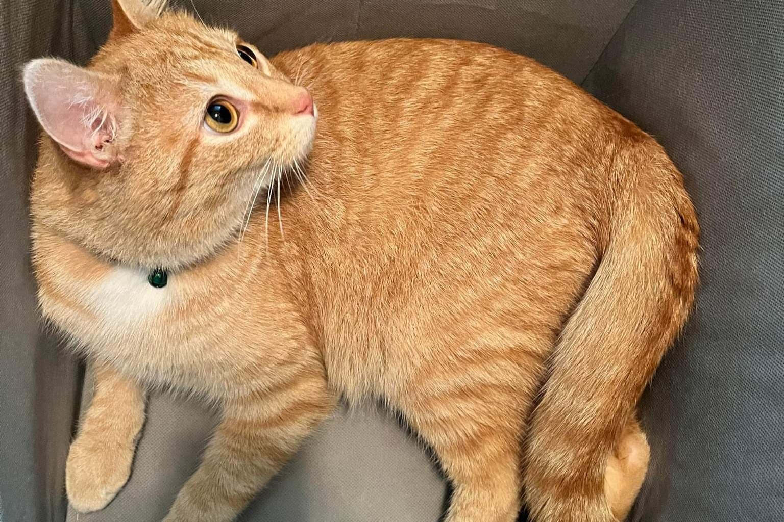 bucket the cat