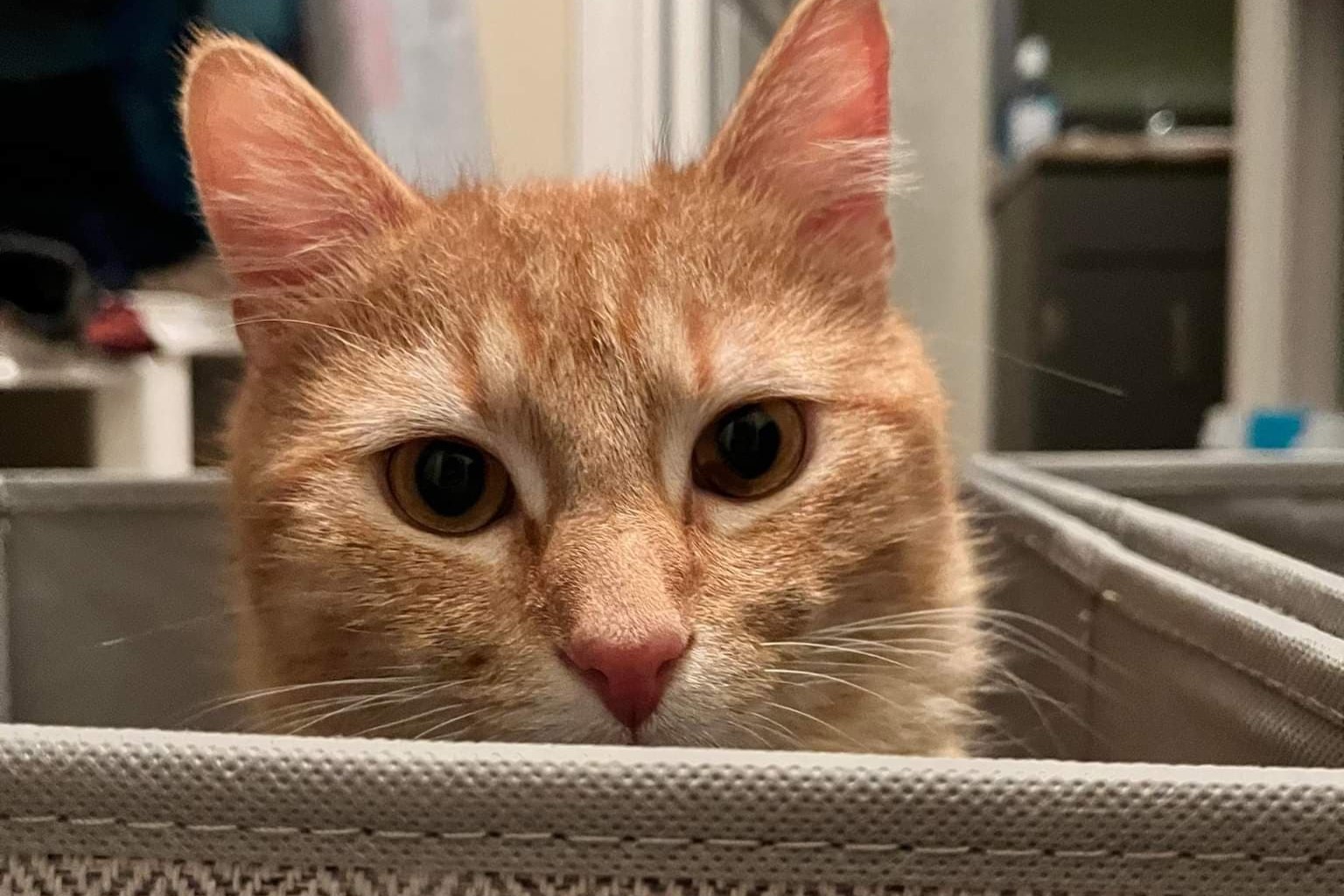 bucket the cat