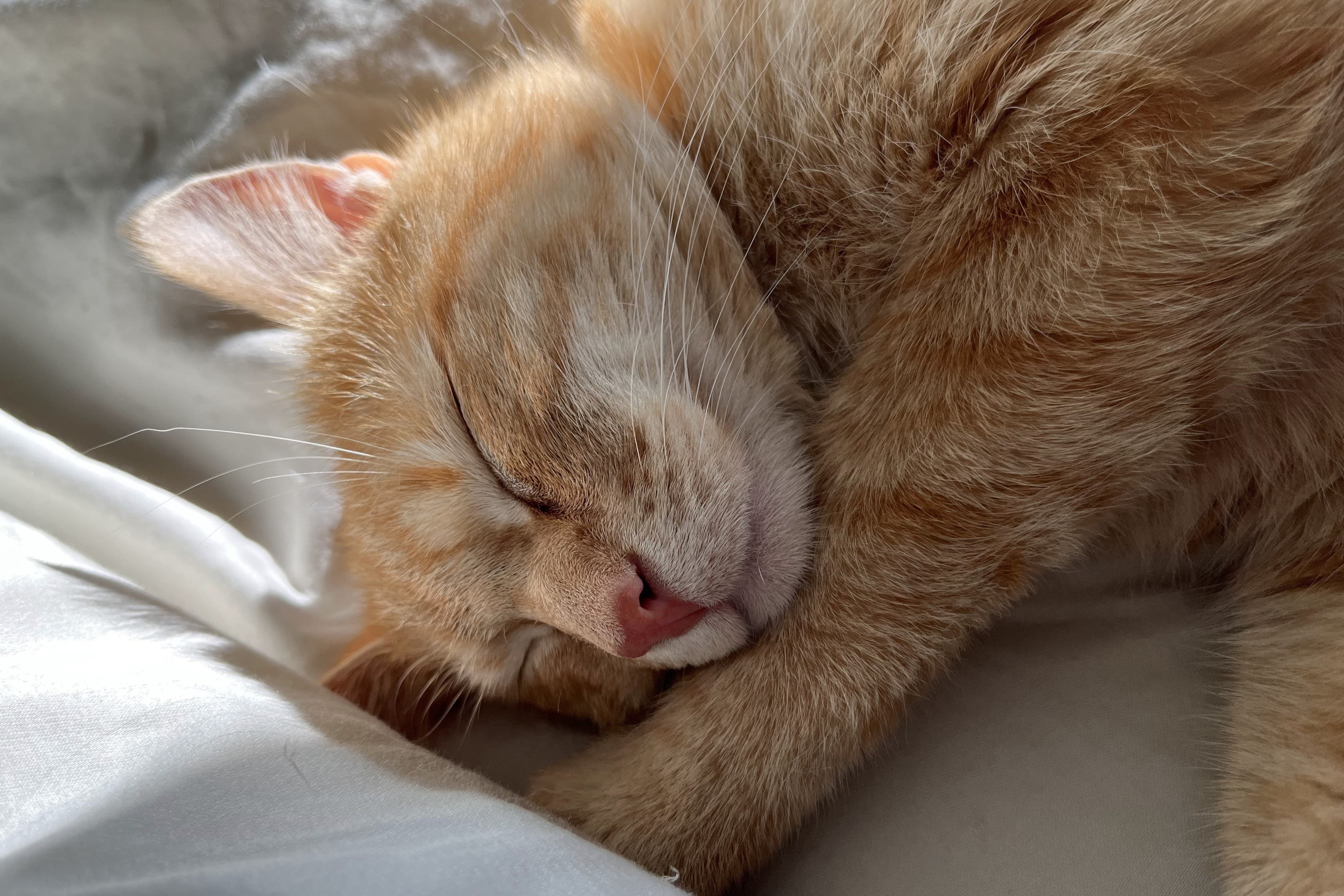 bucket the cat