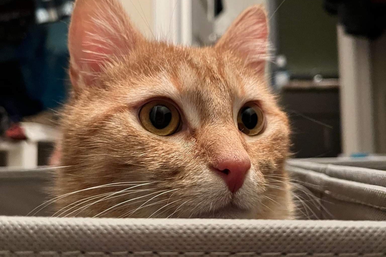 bucket the cat