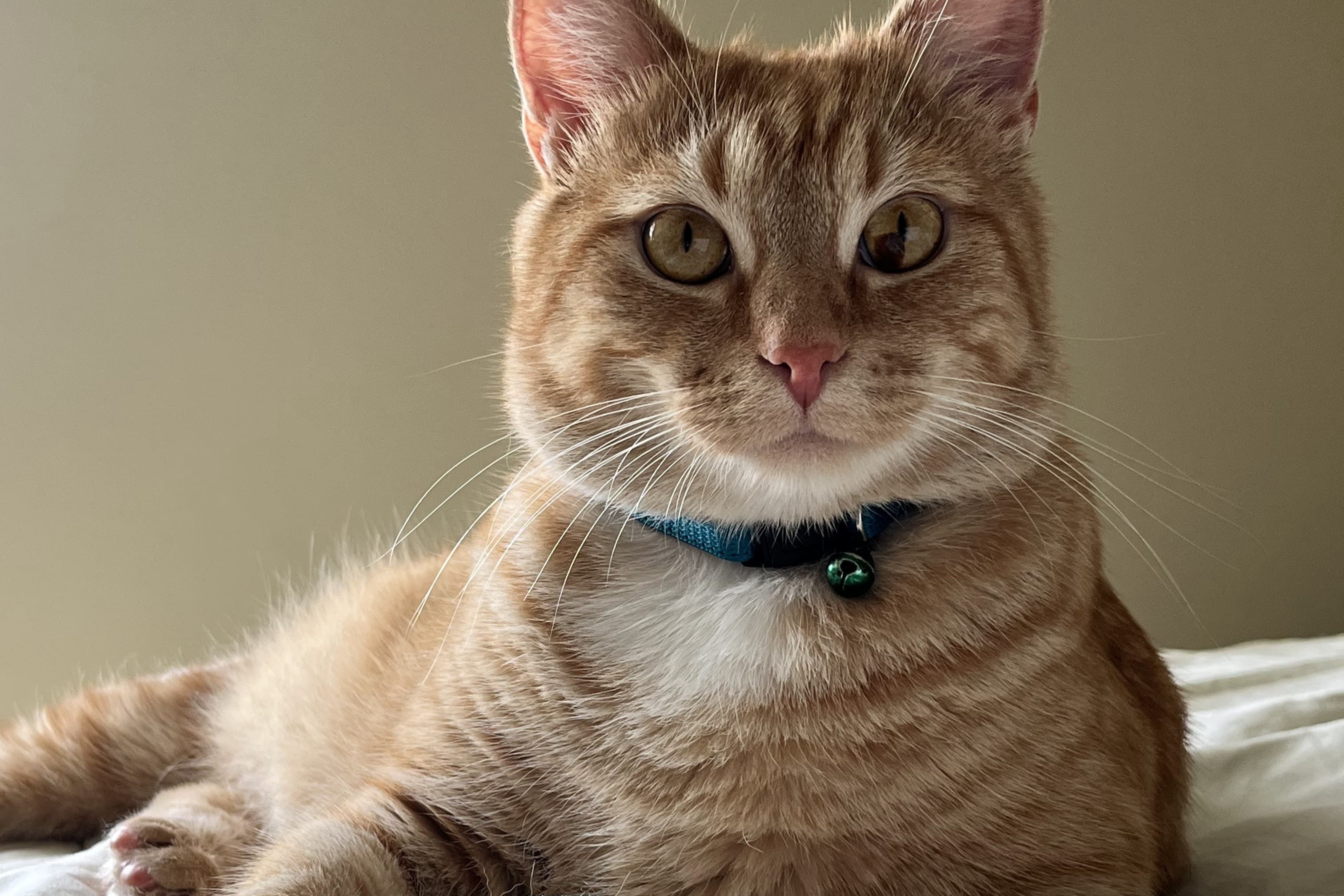 bucket the cat