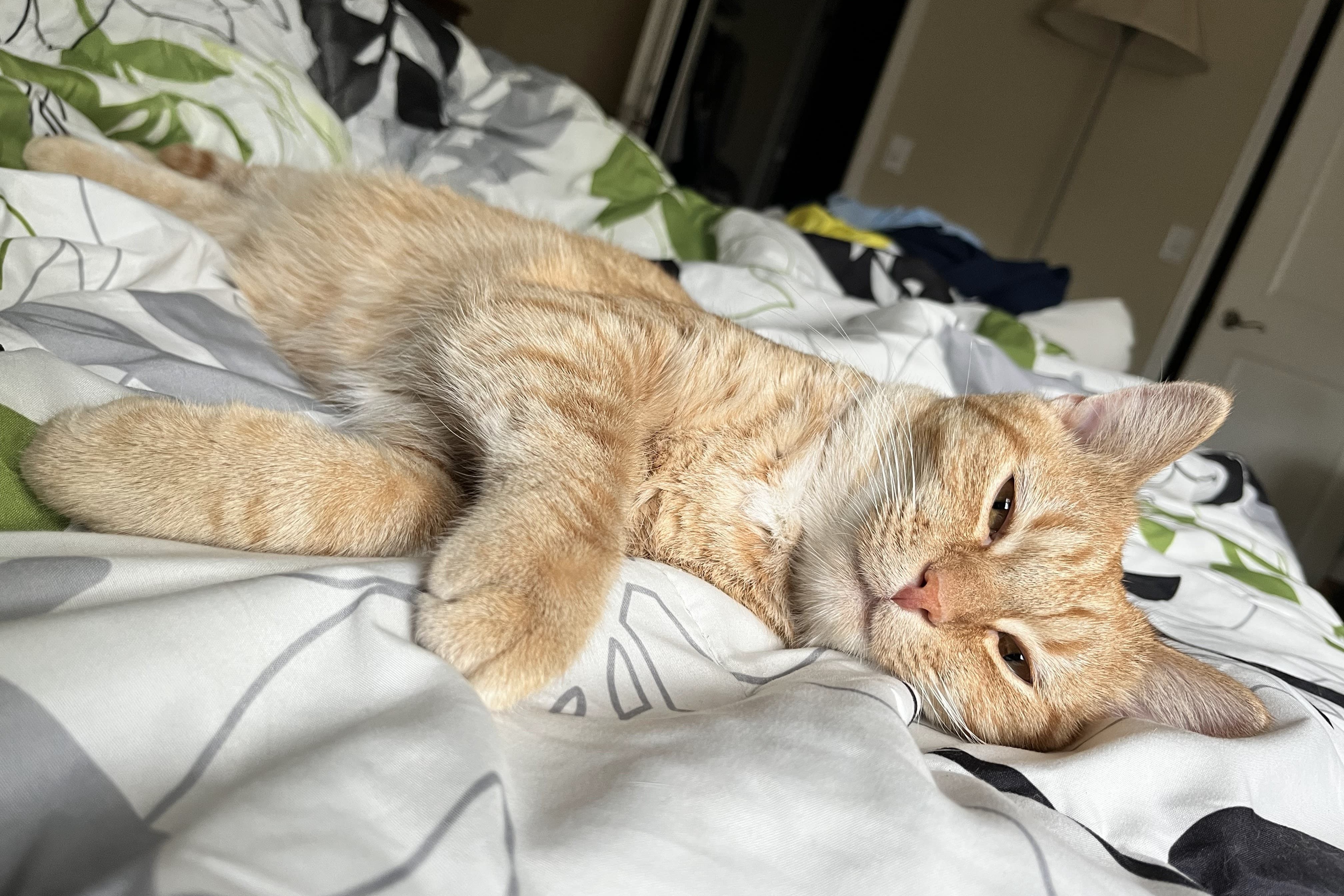 bucket the cat