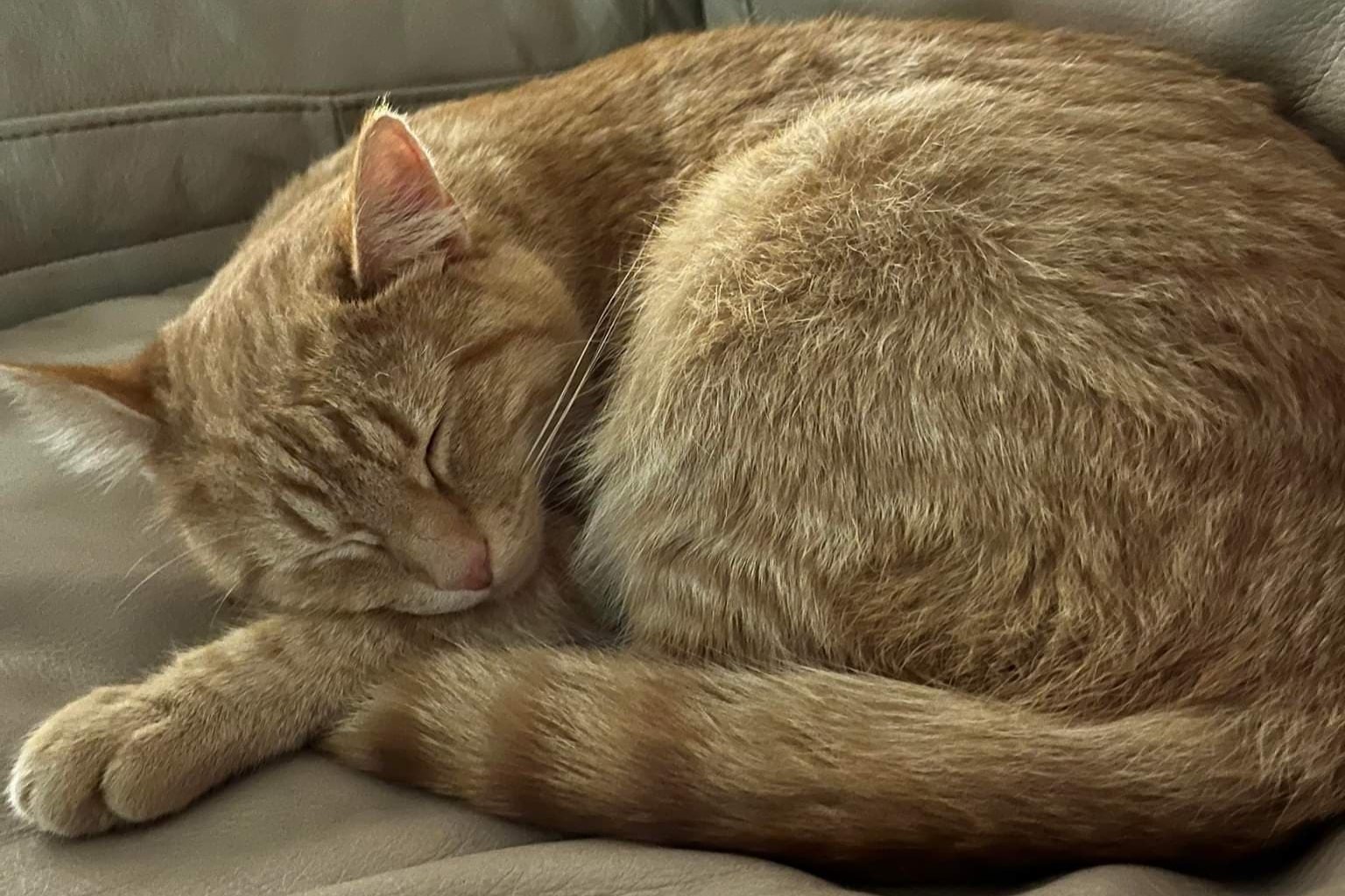 bucket the cat