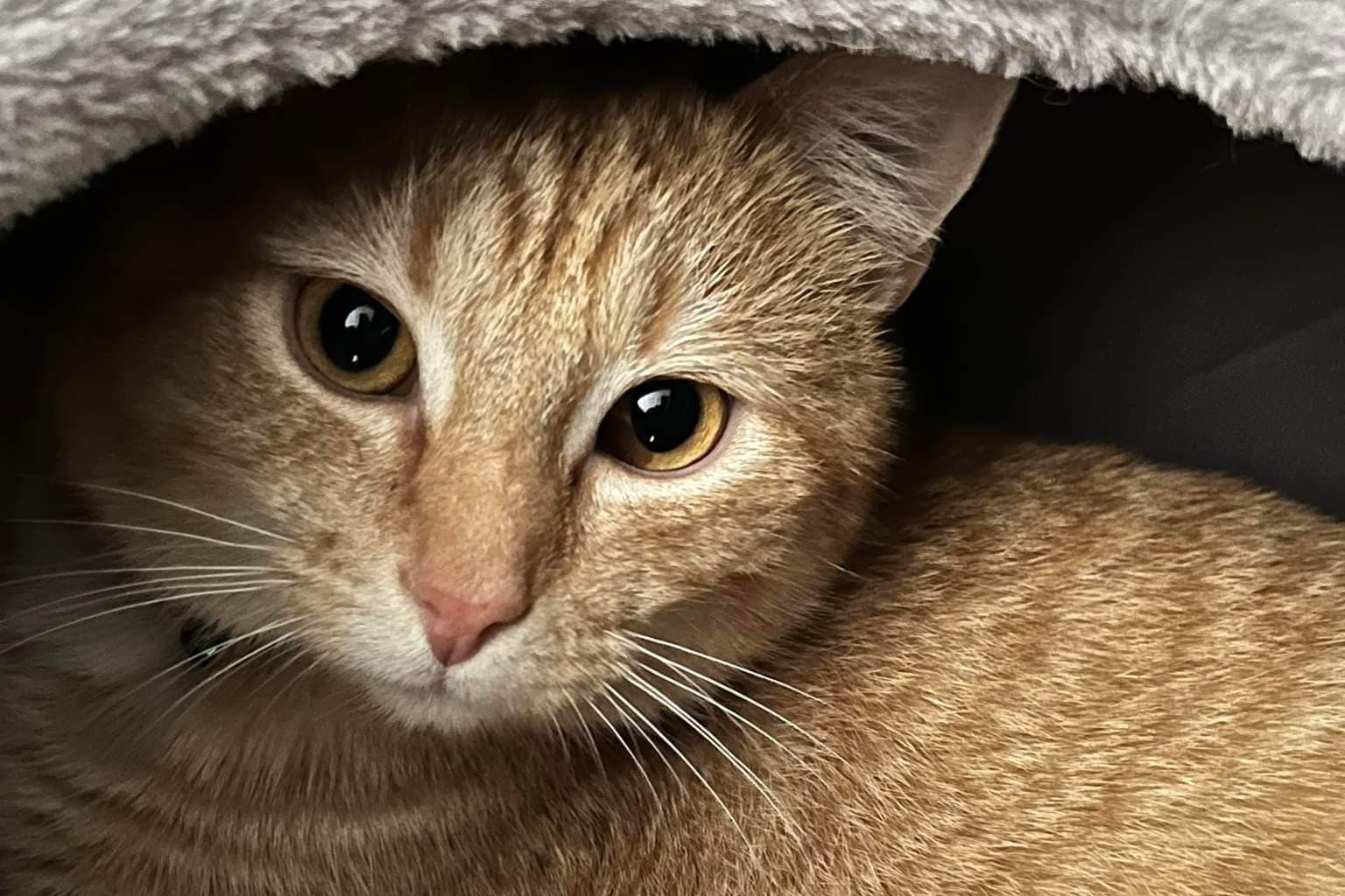 bucket the cat