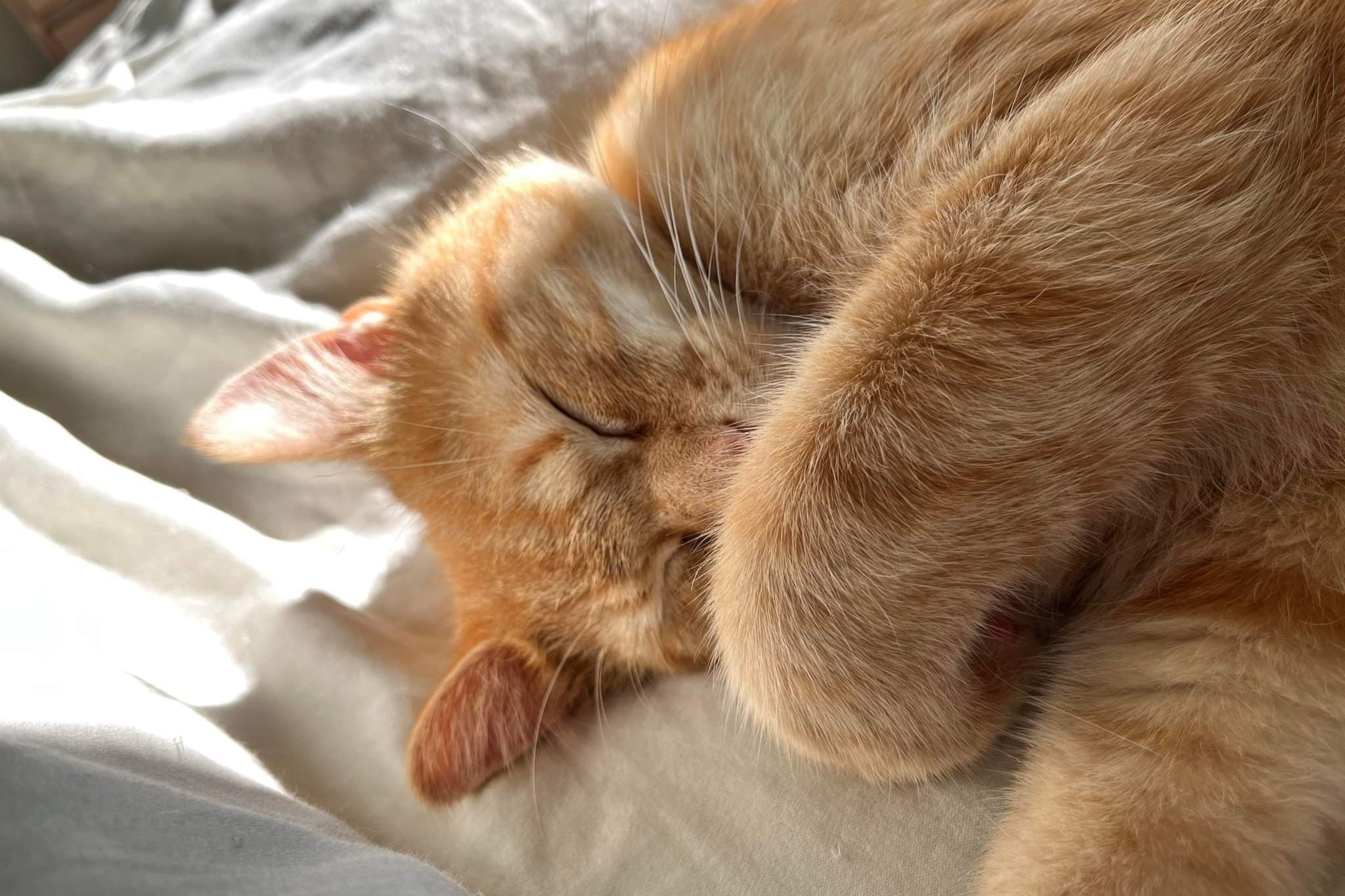 bucket the cat