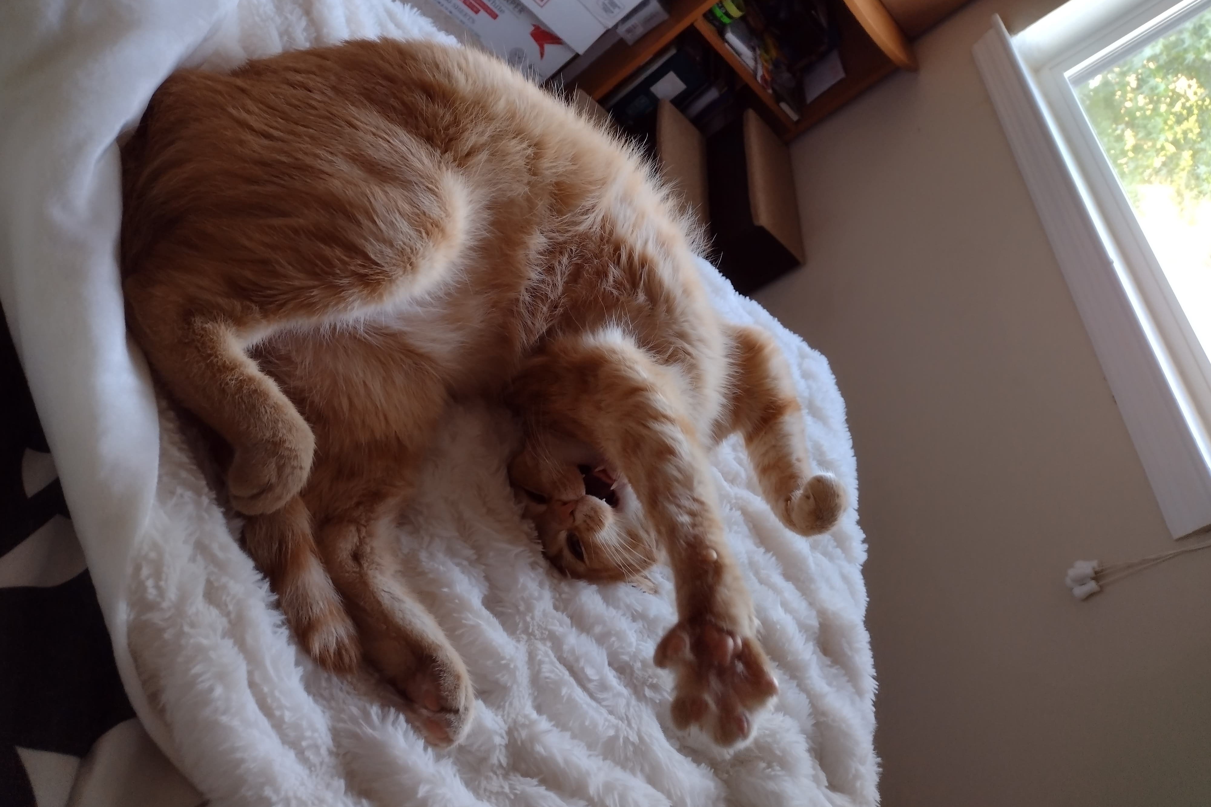 bucket the cat