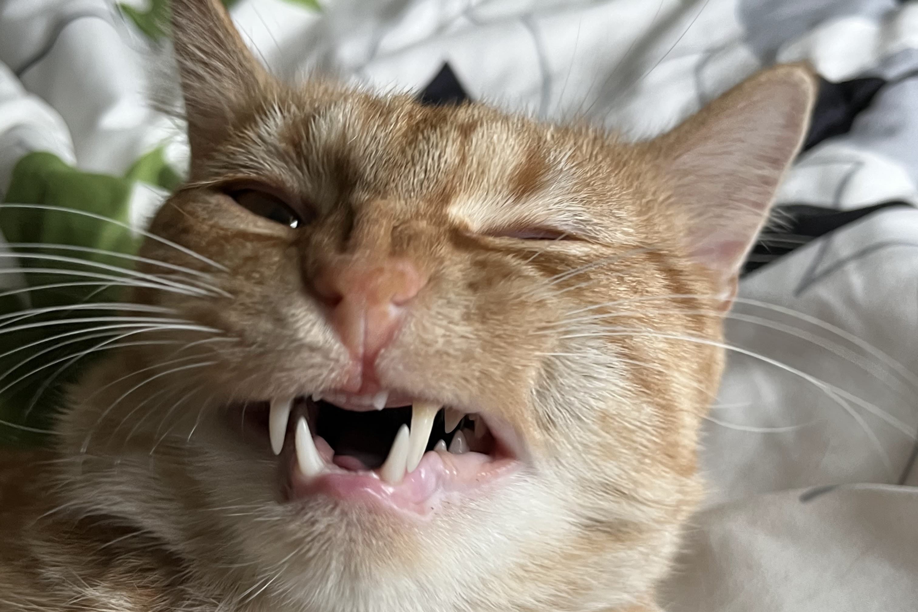 bucket the cat