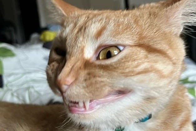 bucket the cat
