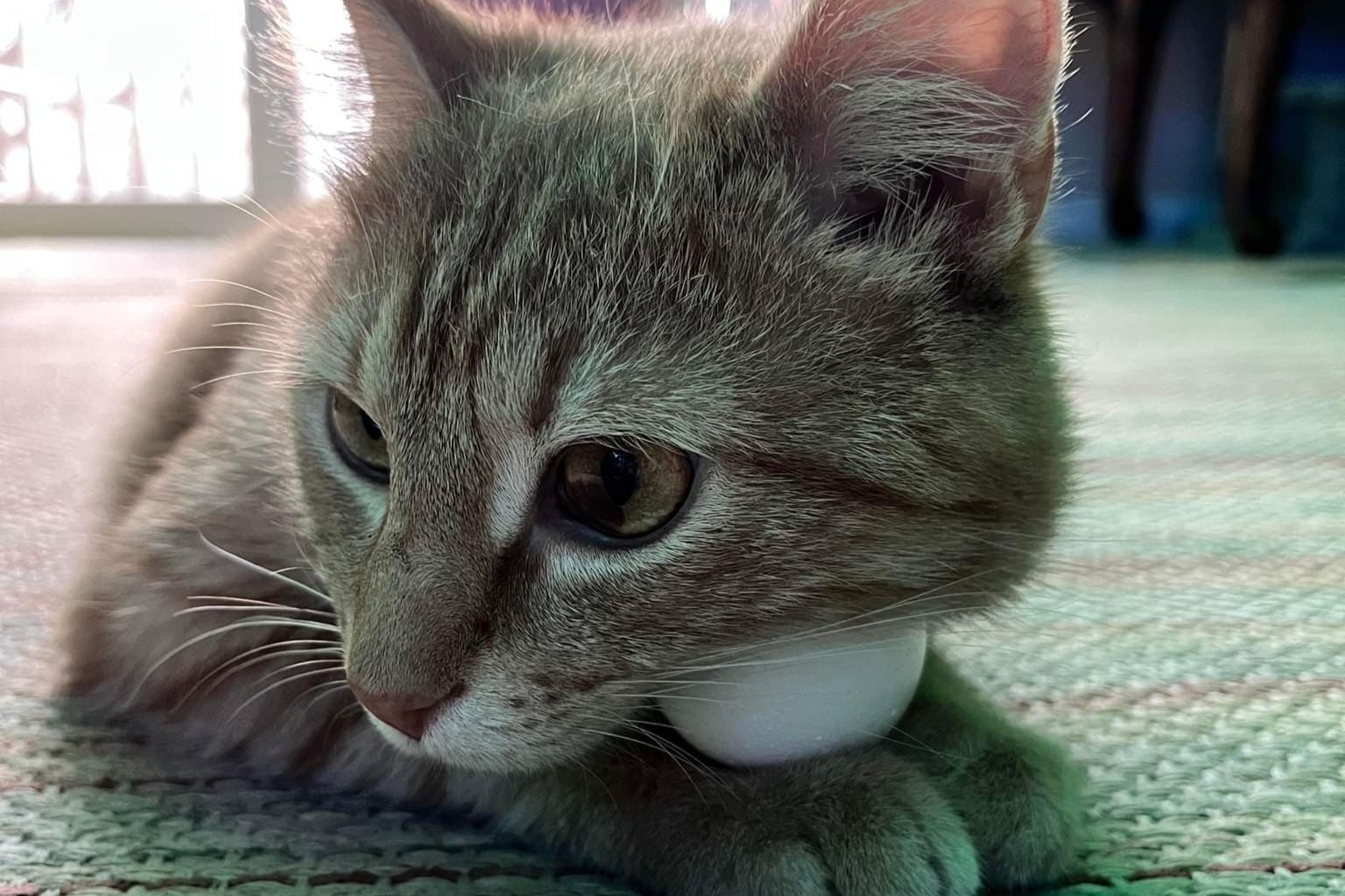 bucket the cat