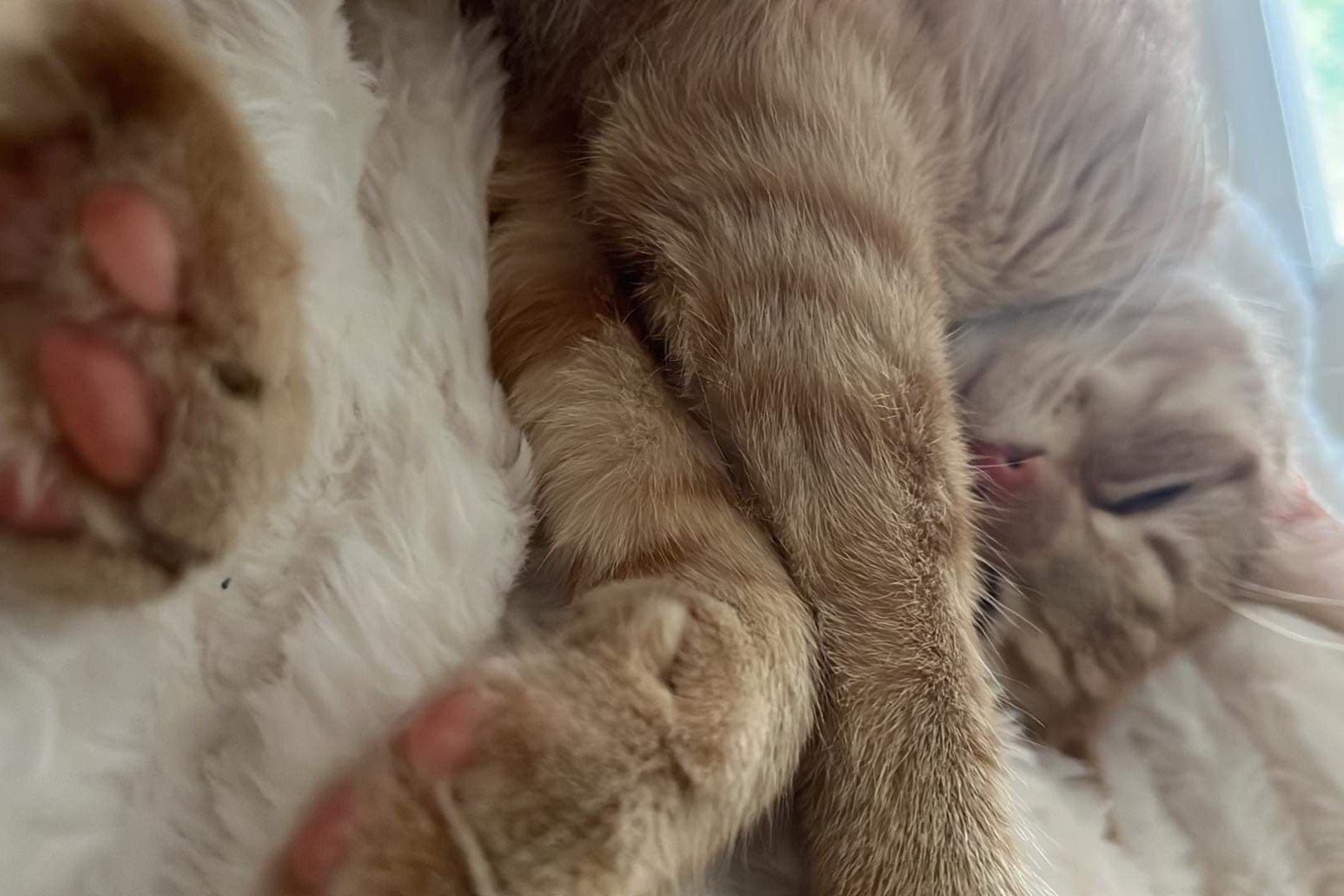 bucket the cat