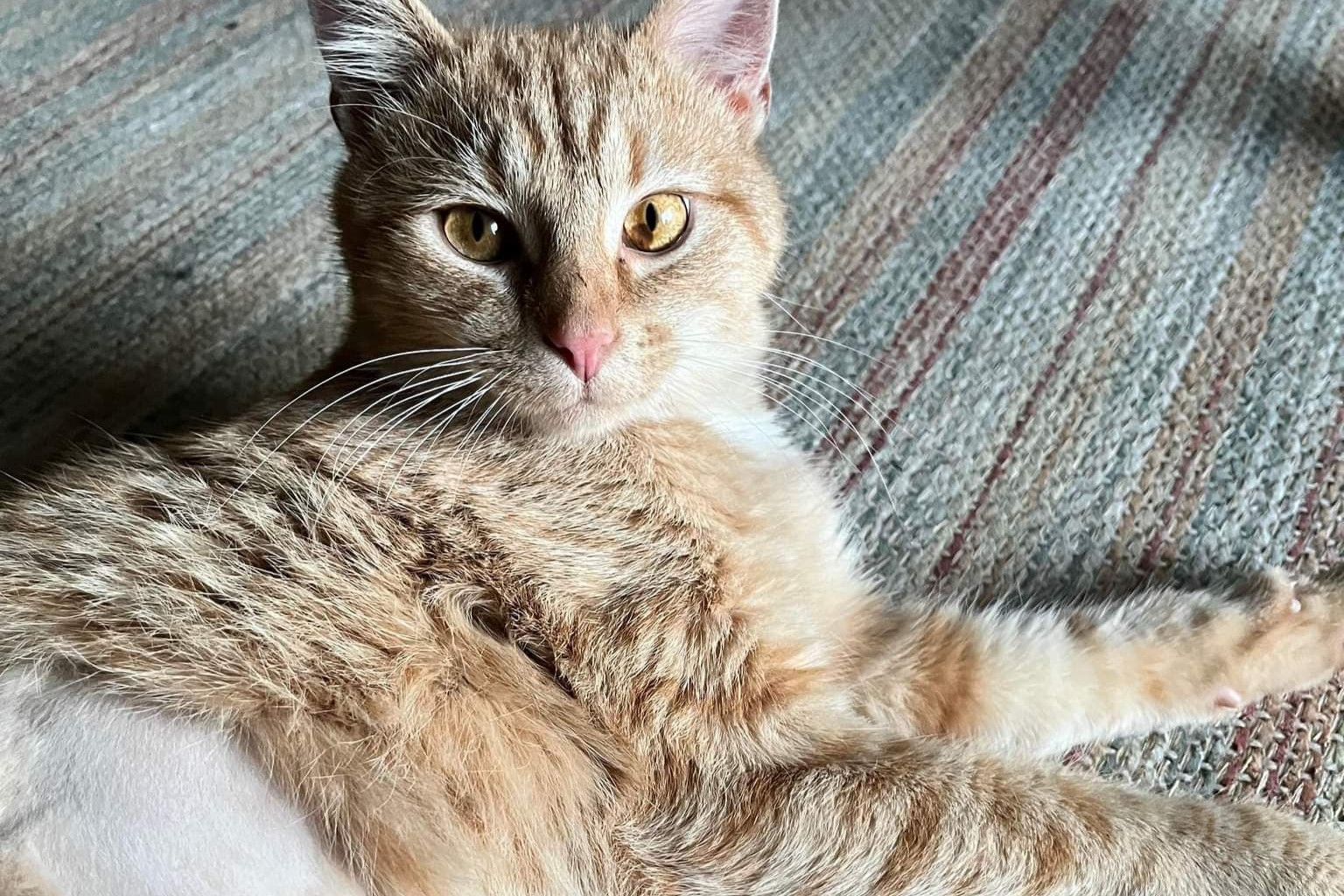 bucket the cat