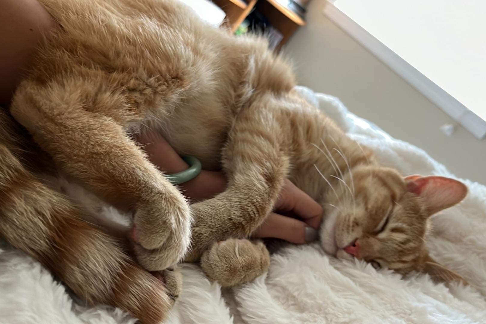 bucket the cat