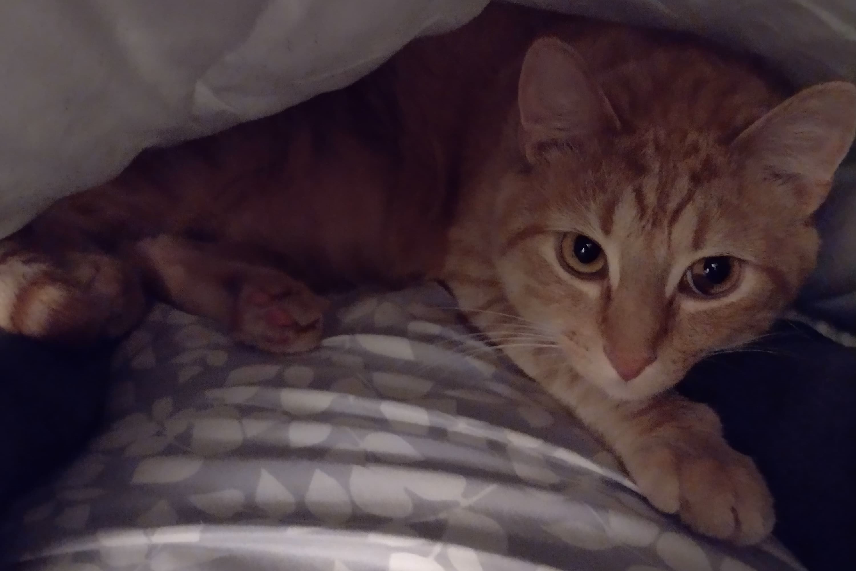 bucket the cat