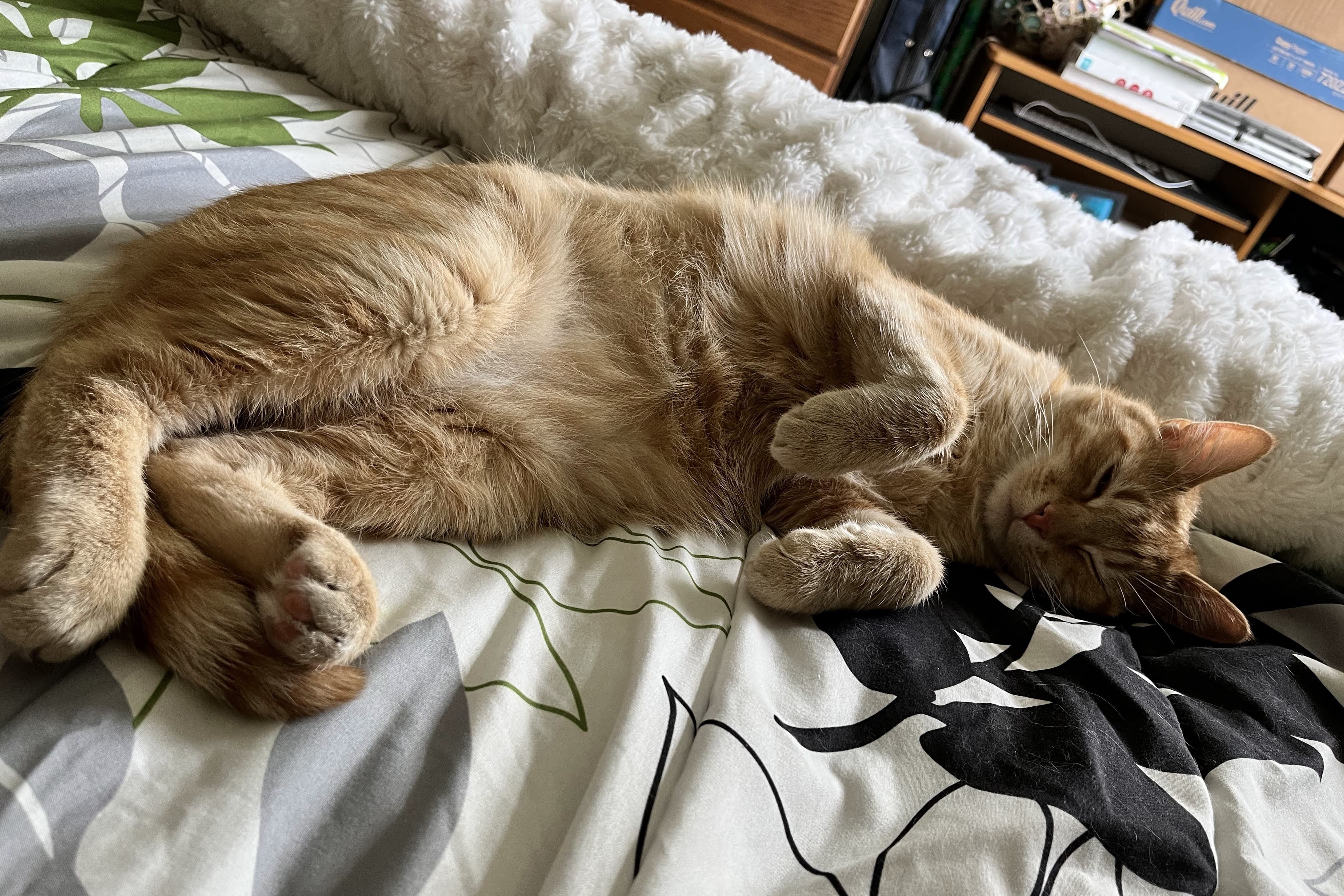 bucket the cat