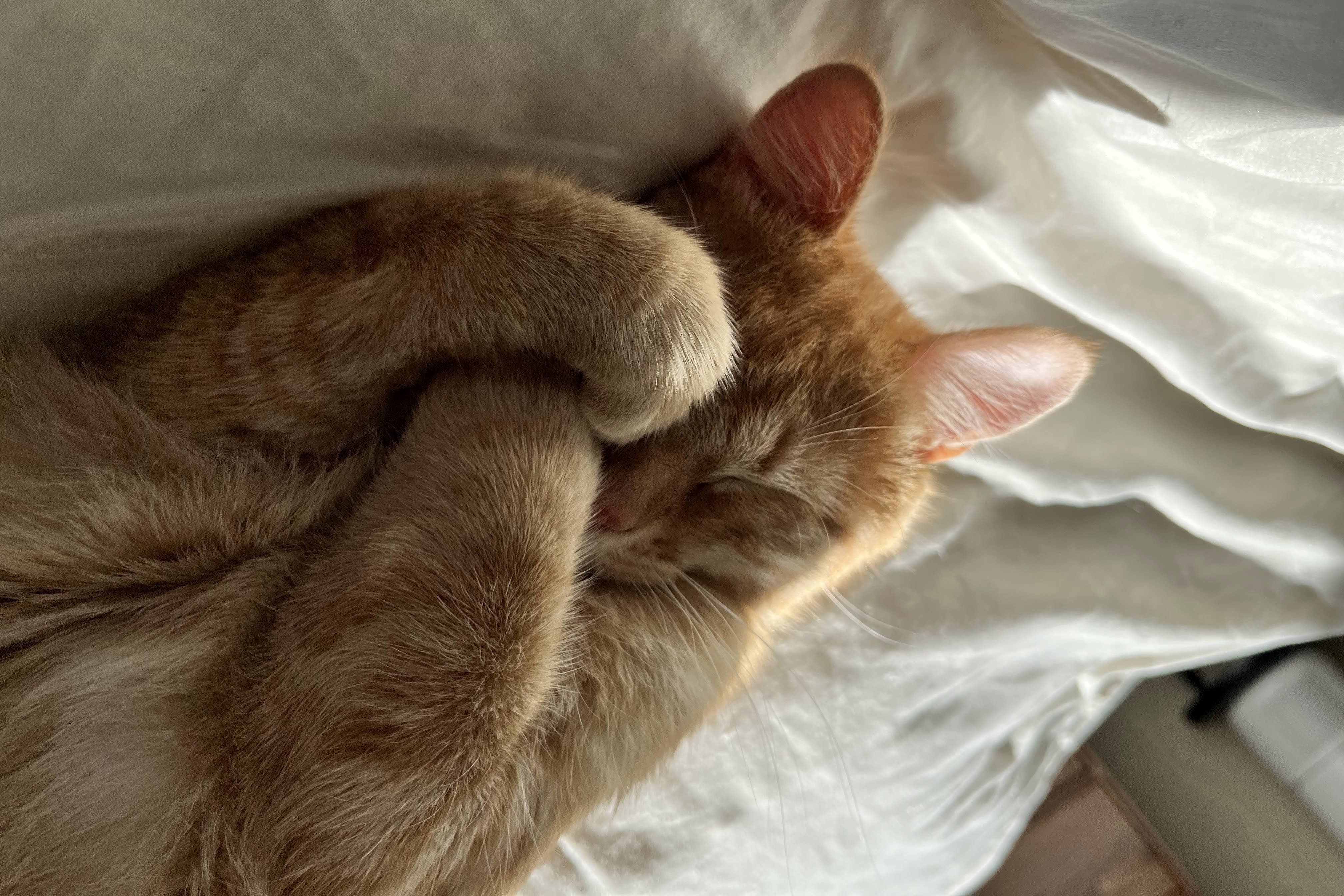 bucket the cat