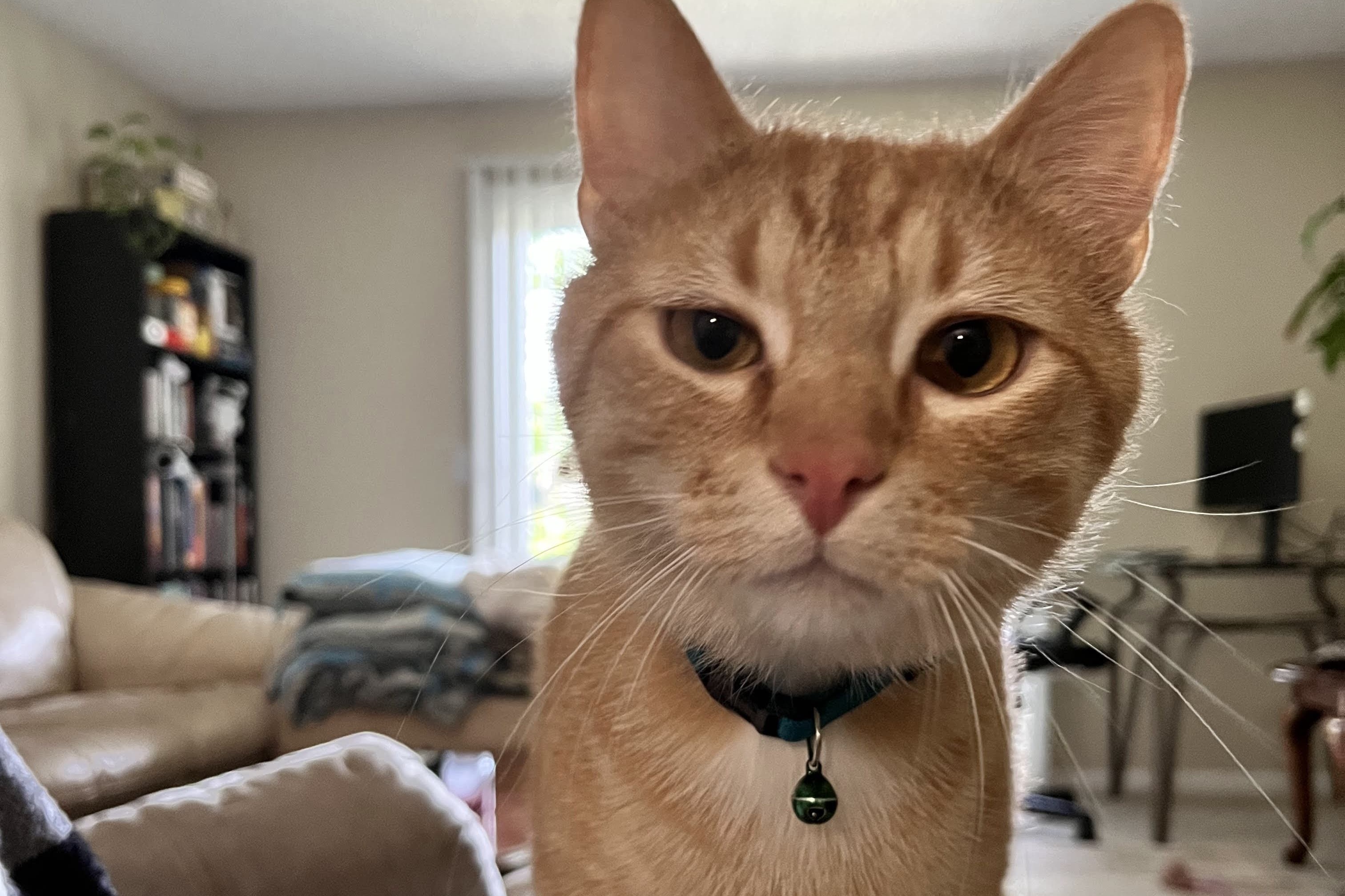 bucket the cat