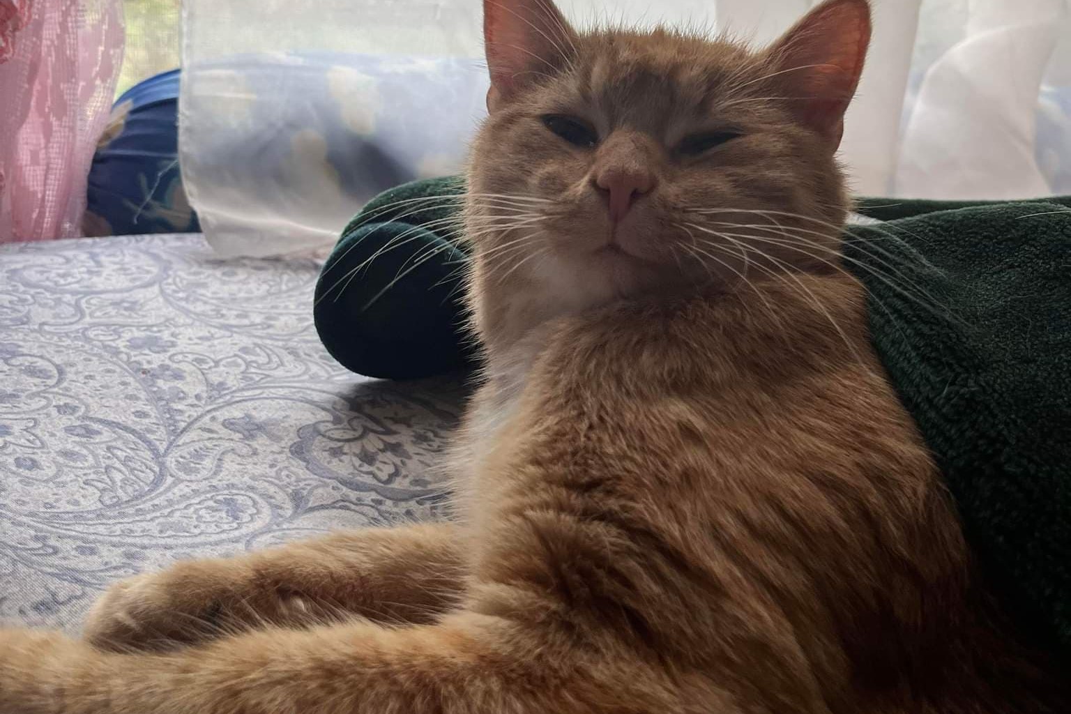 bucket the cat