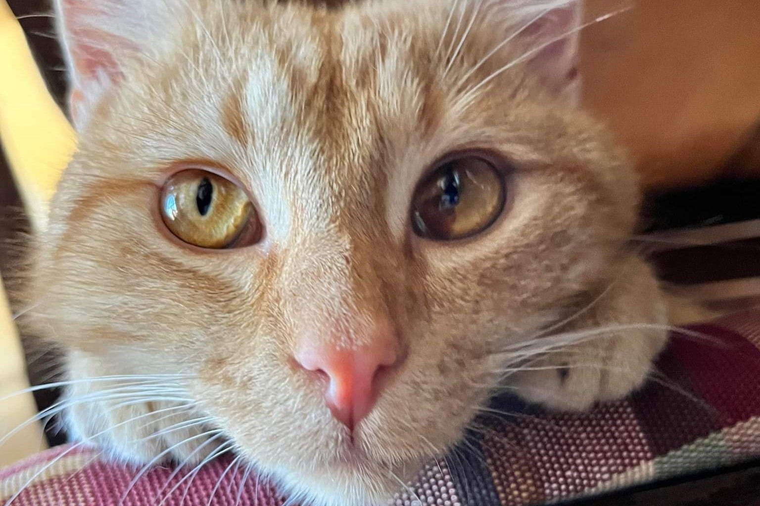bucket the cat