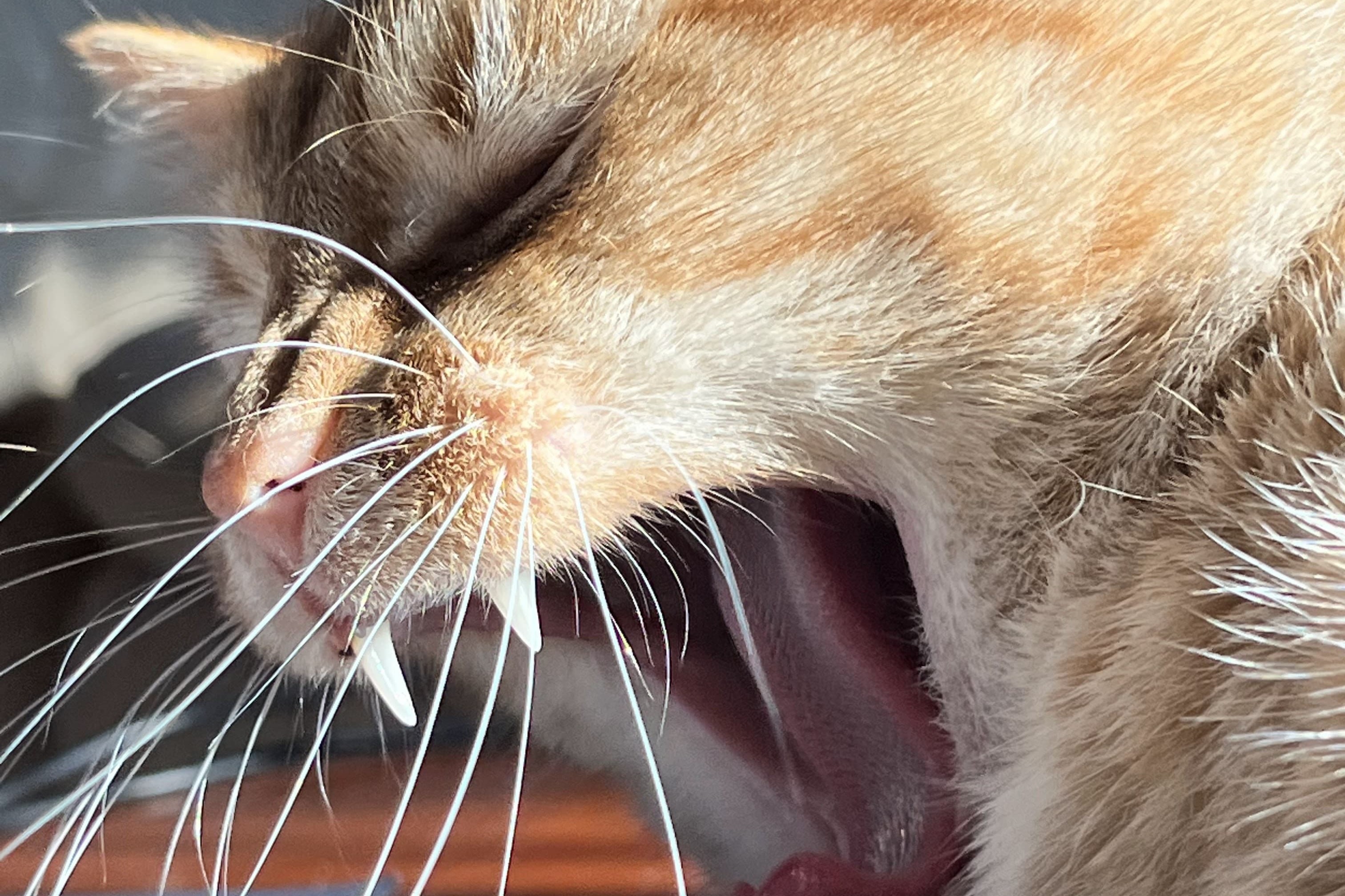 bucket the cat