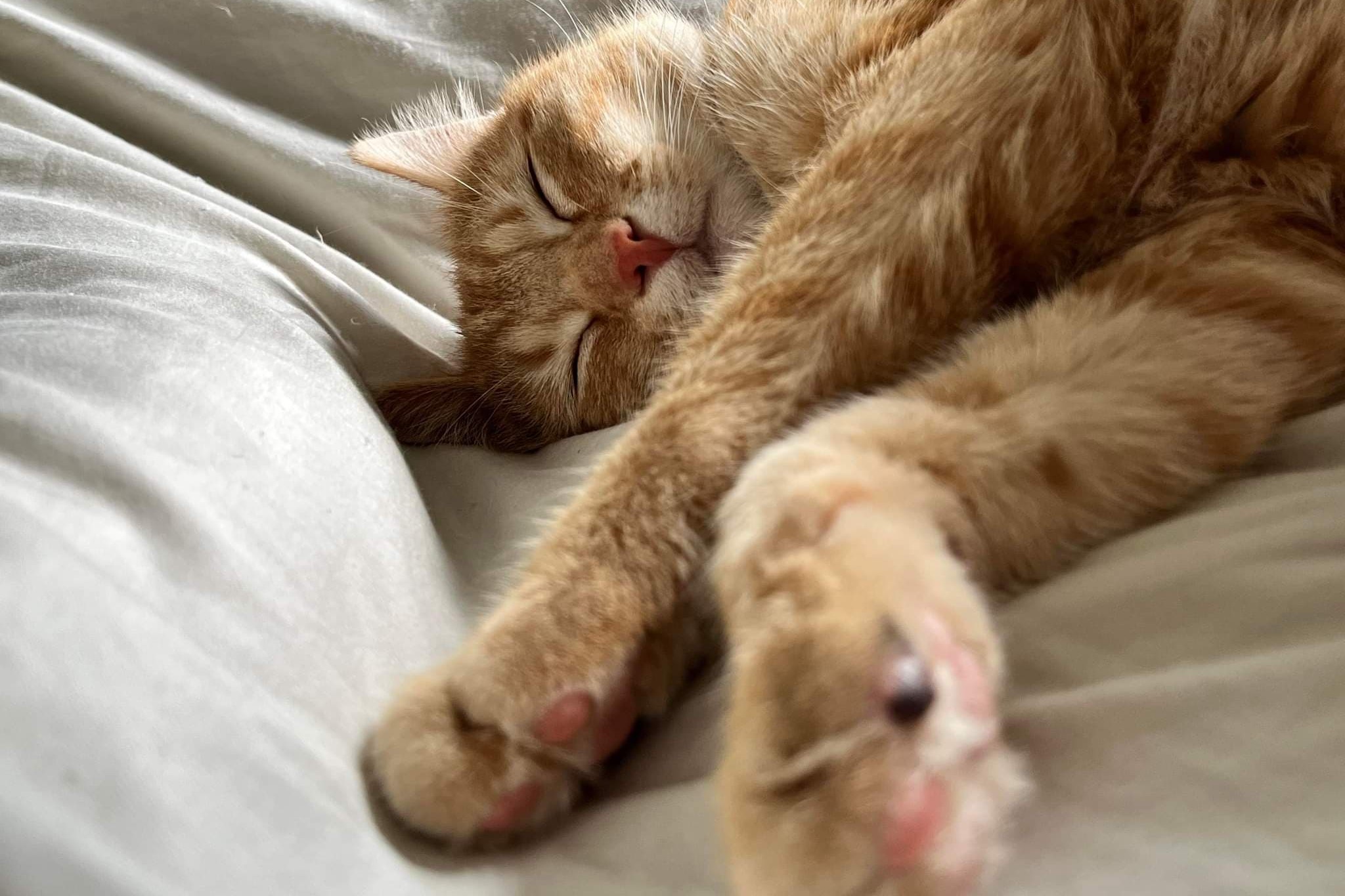 bucket the cat