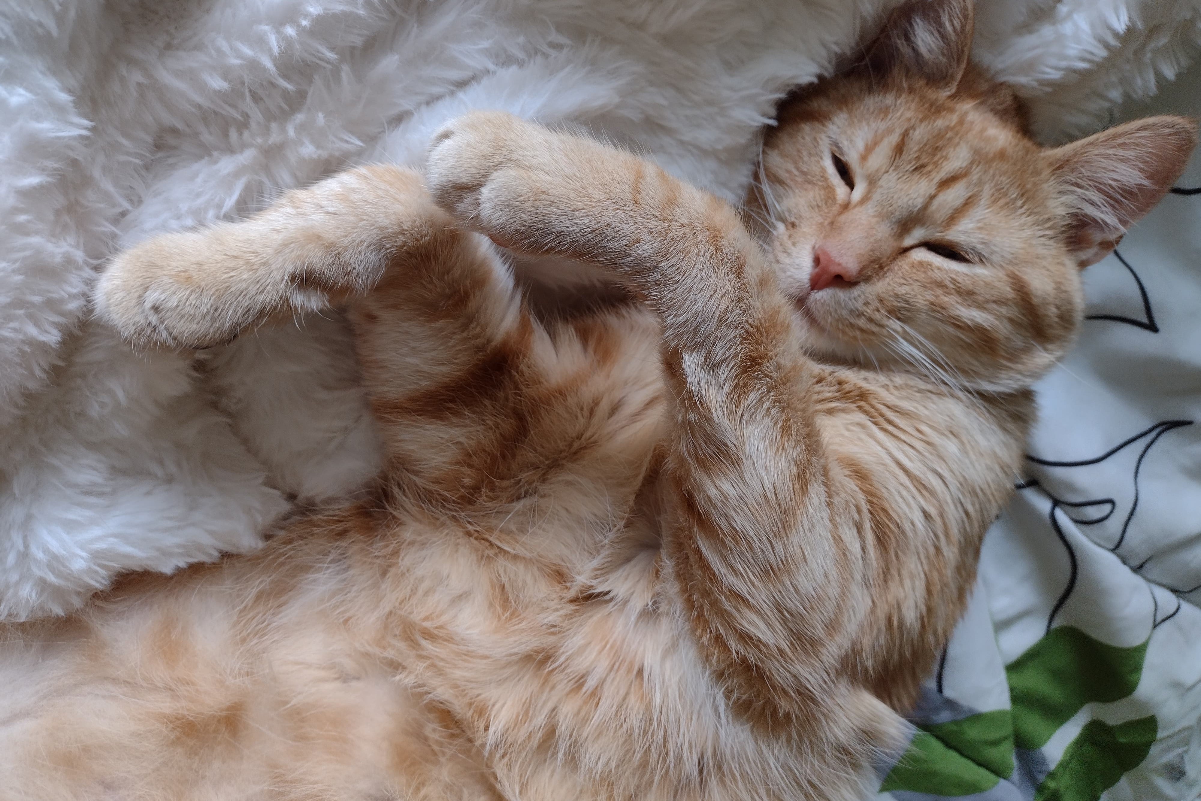 bucket the cat