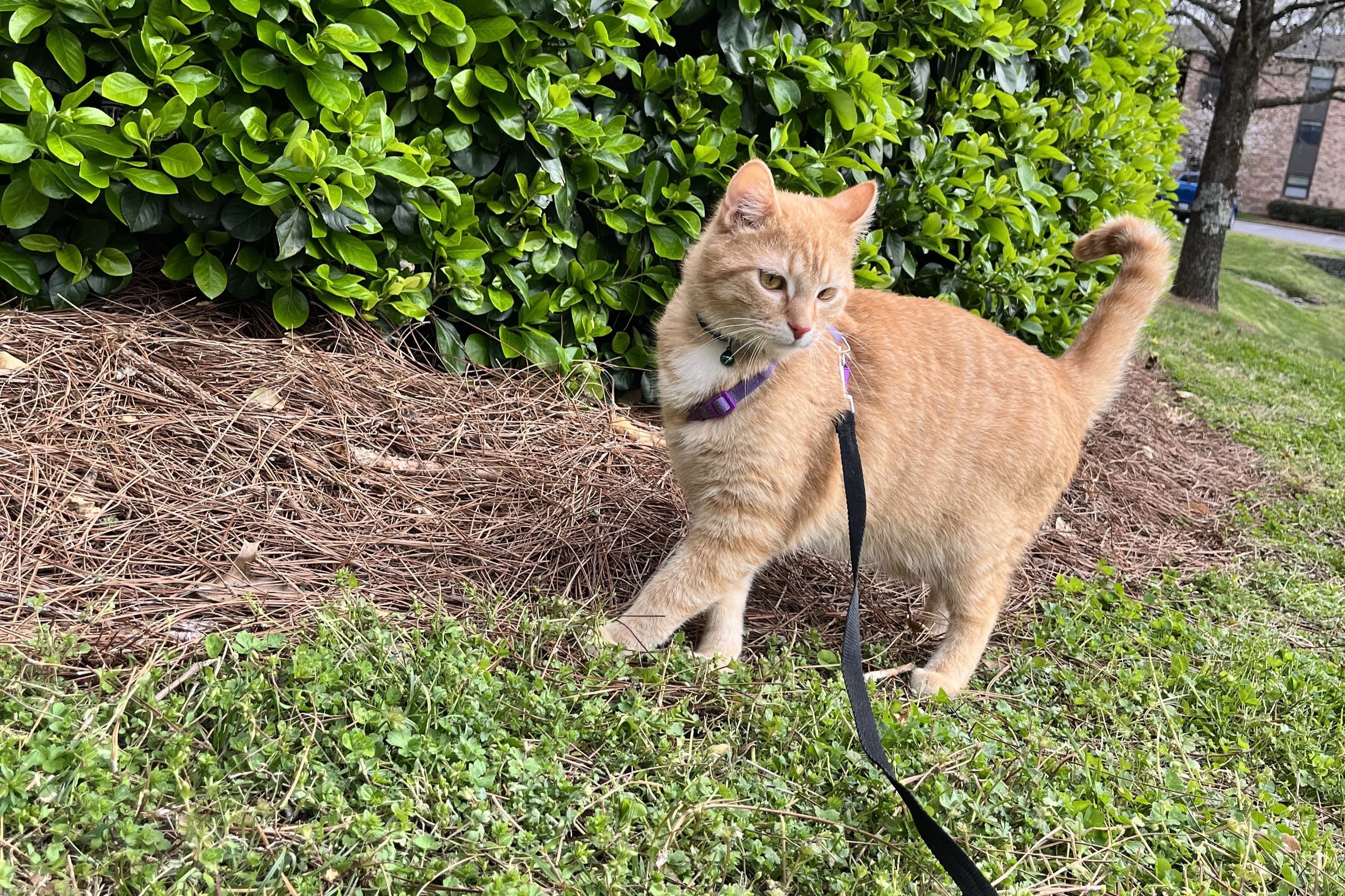 bucket the cat