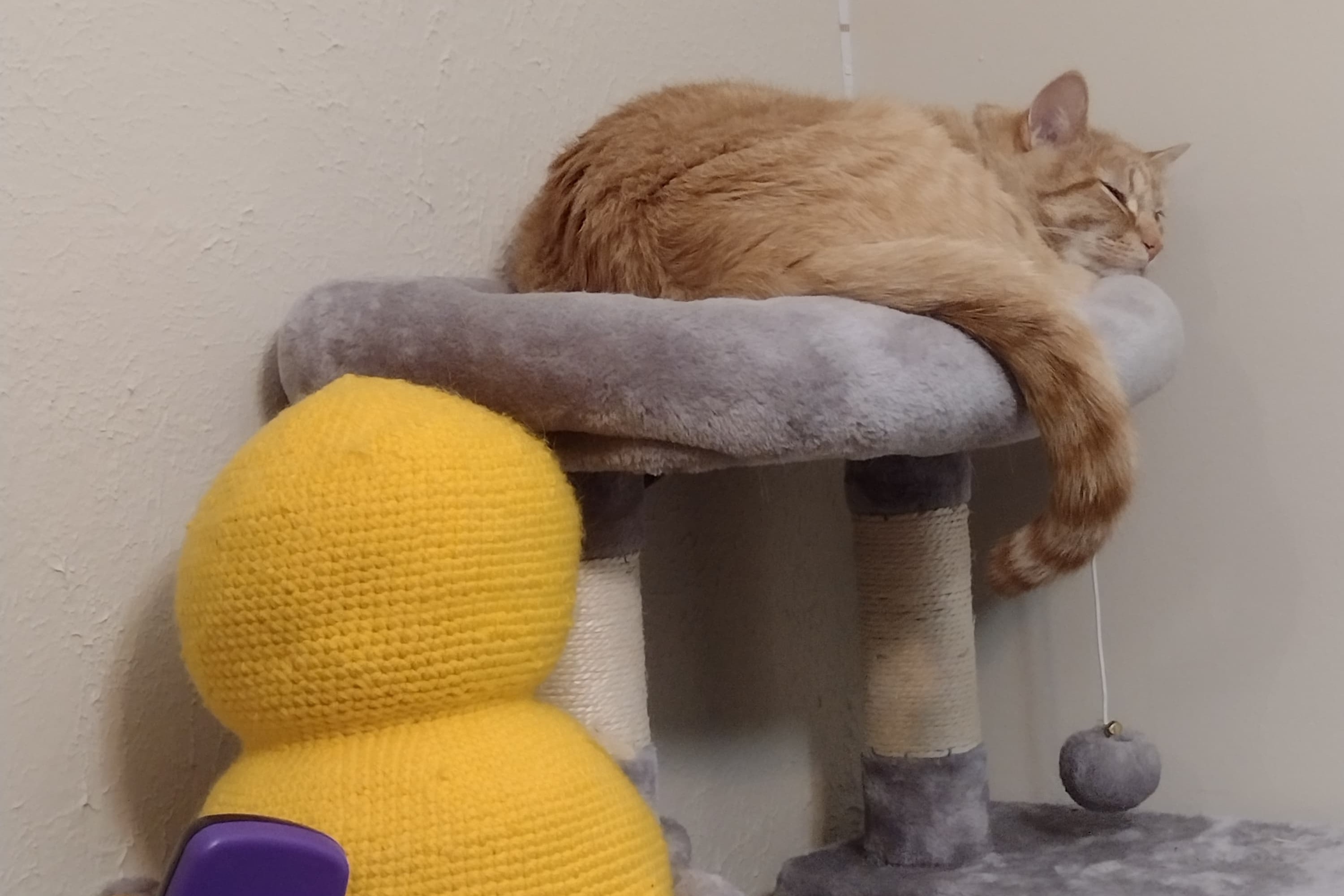 bucket the cat
