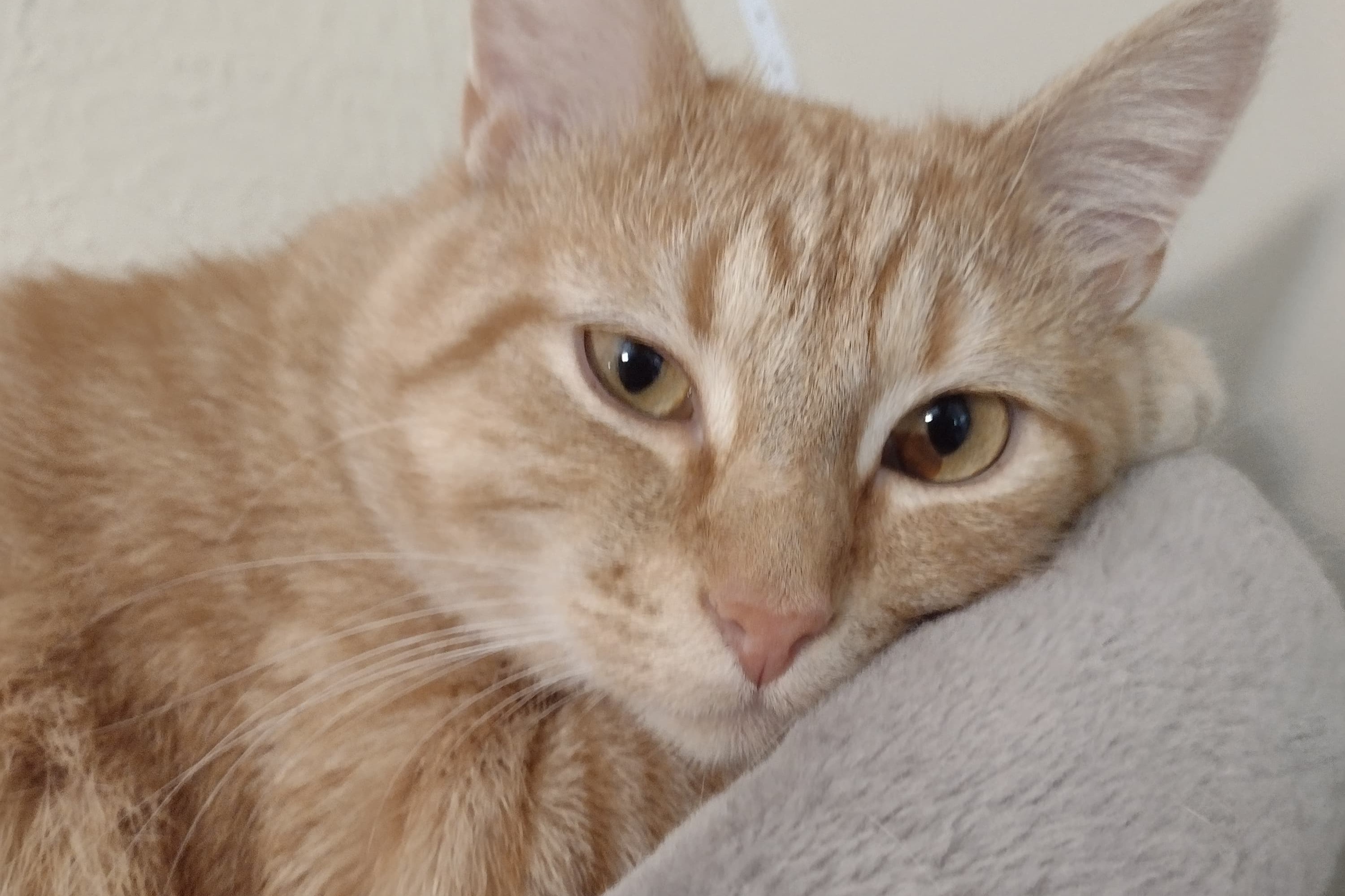 bucket the cat