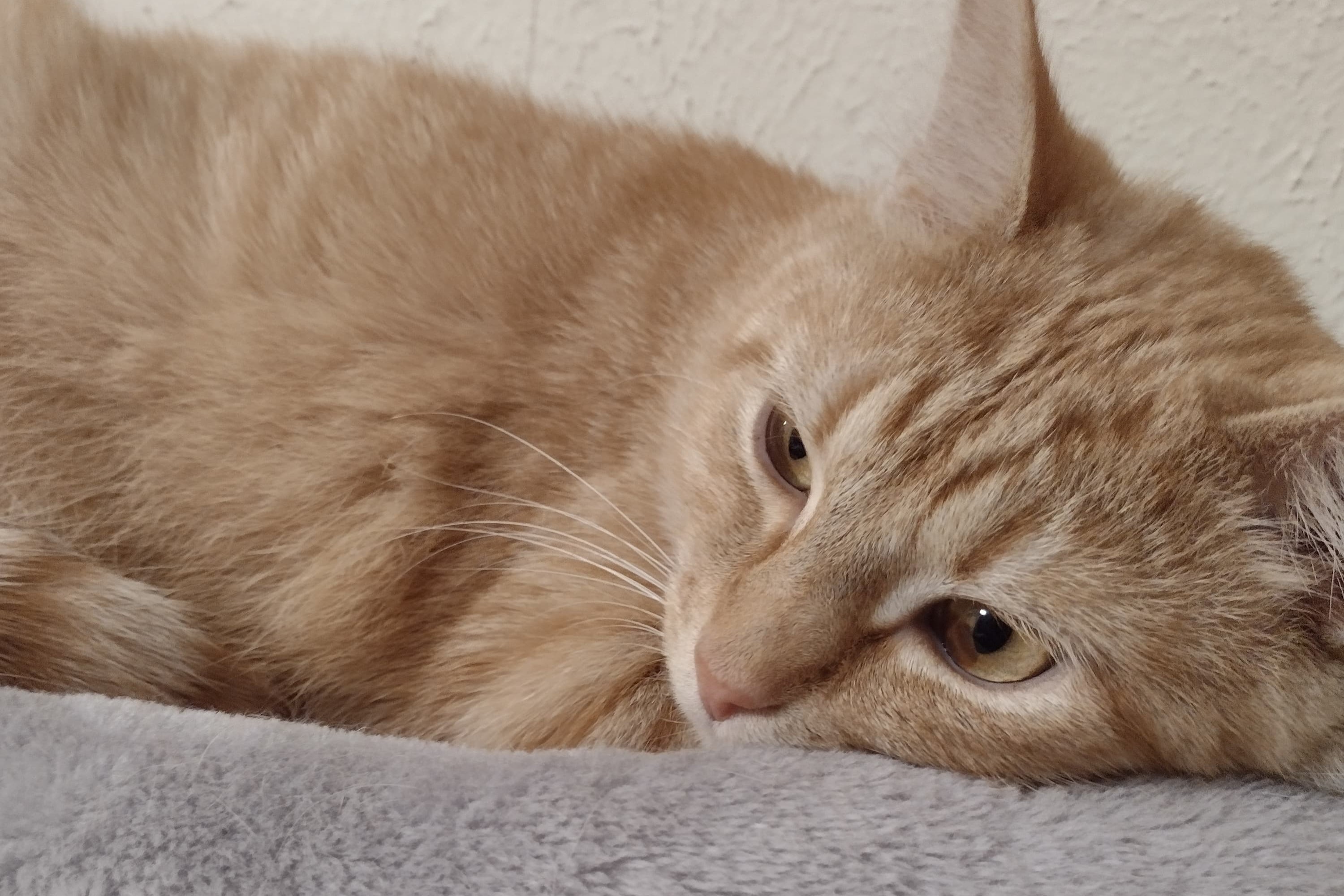 bucket the cat