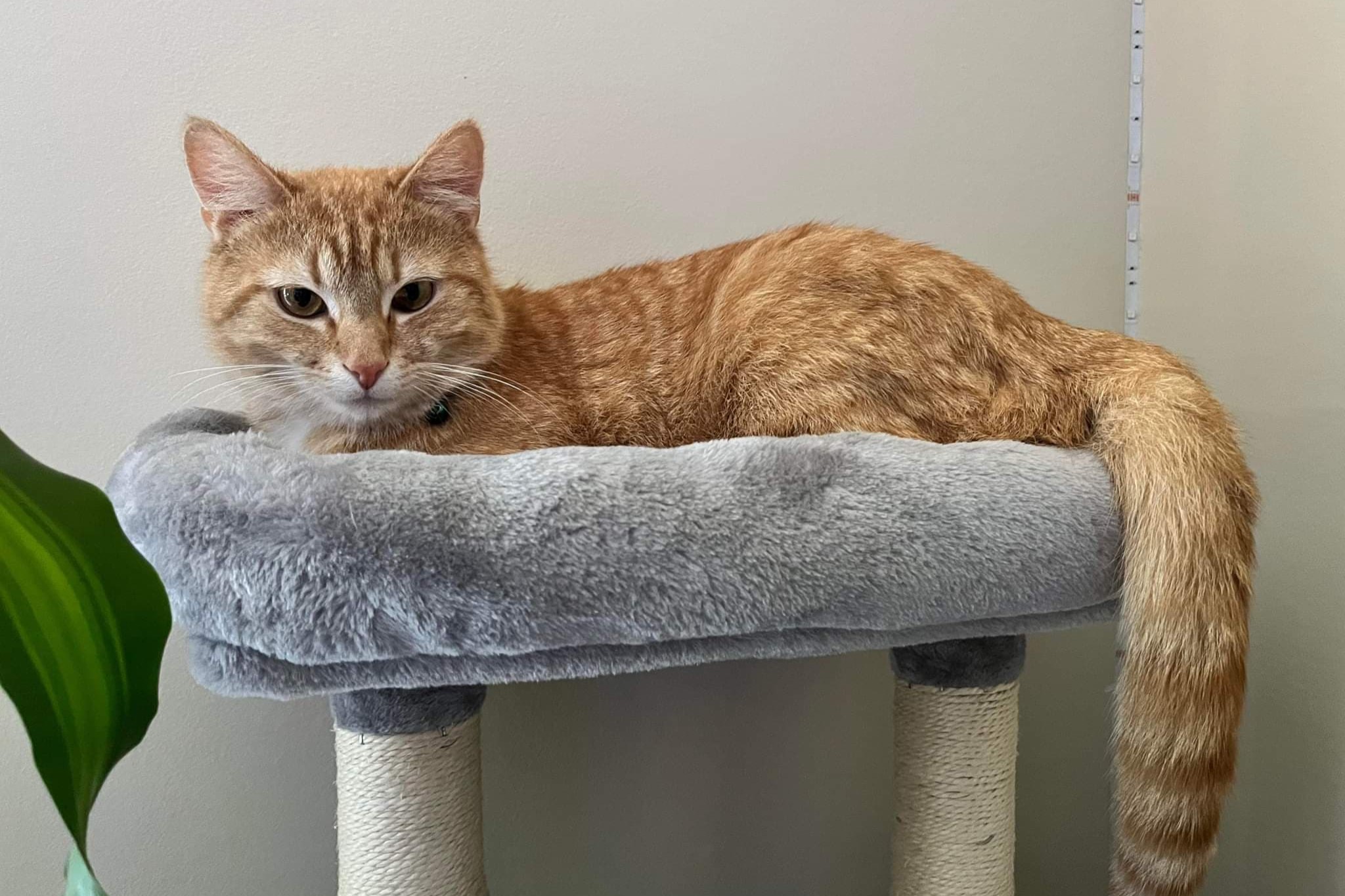 bucket the cat