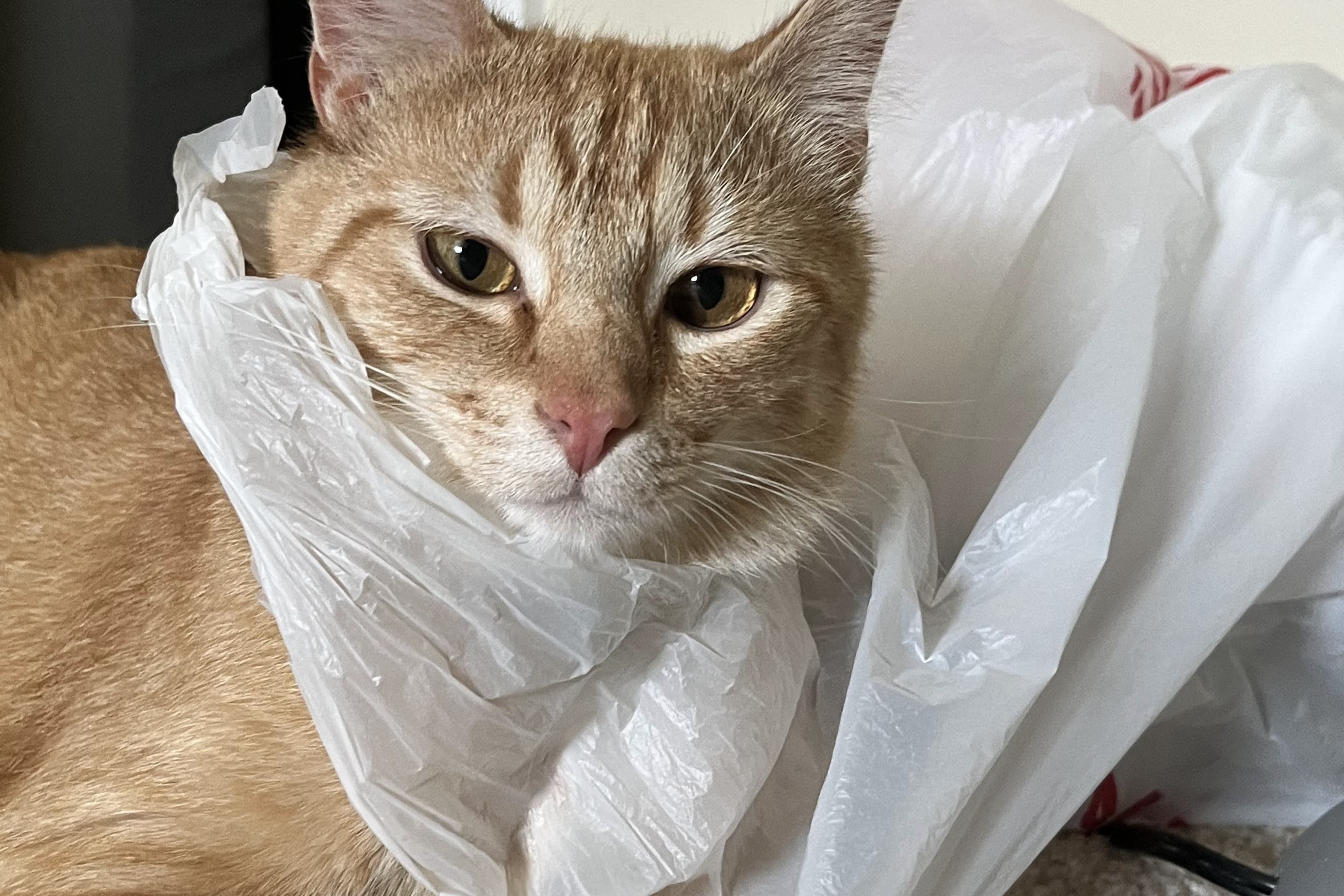 bucket the cat