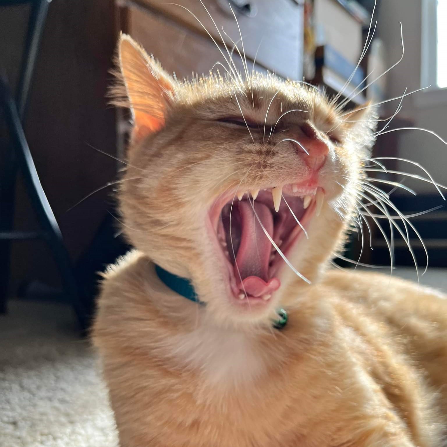 bucky profile picture