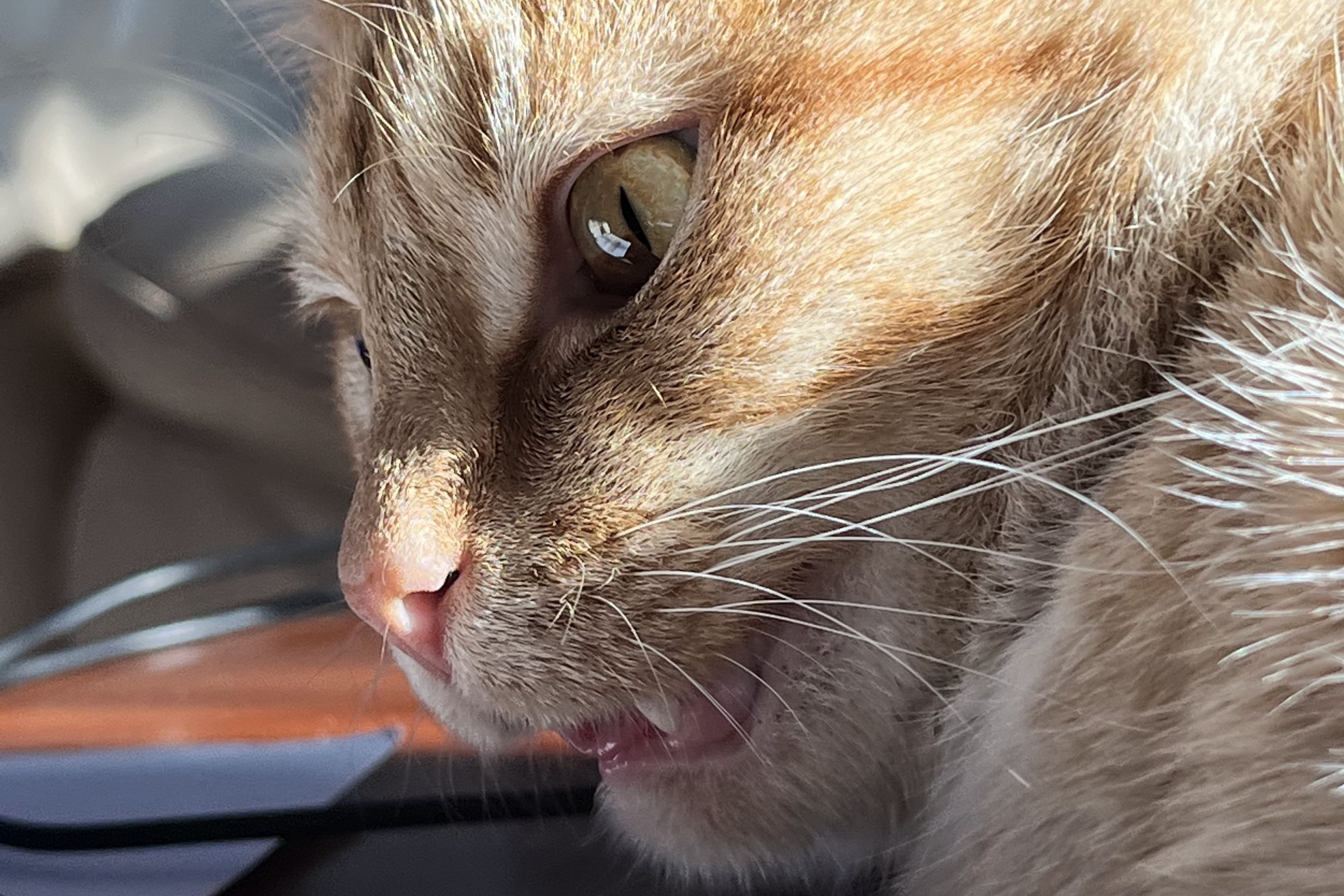bucket the cat
