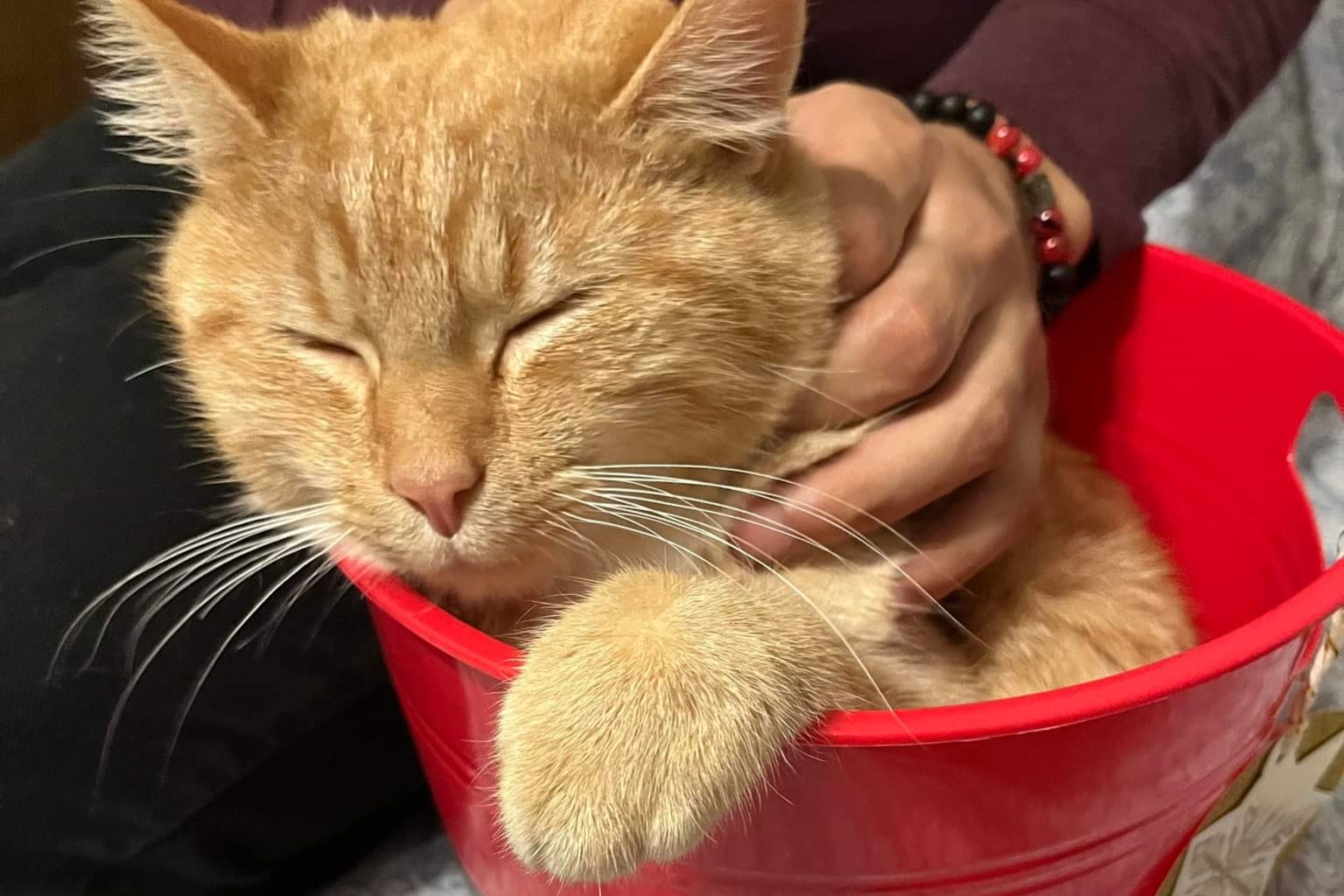 bucket the cat