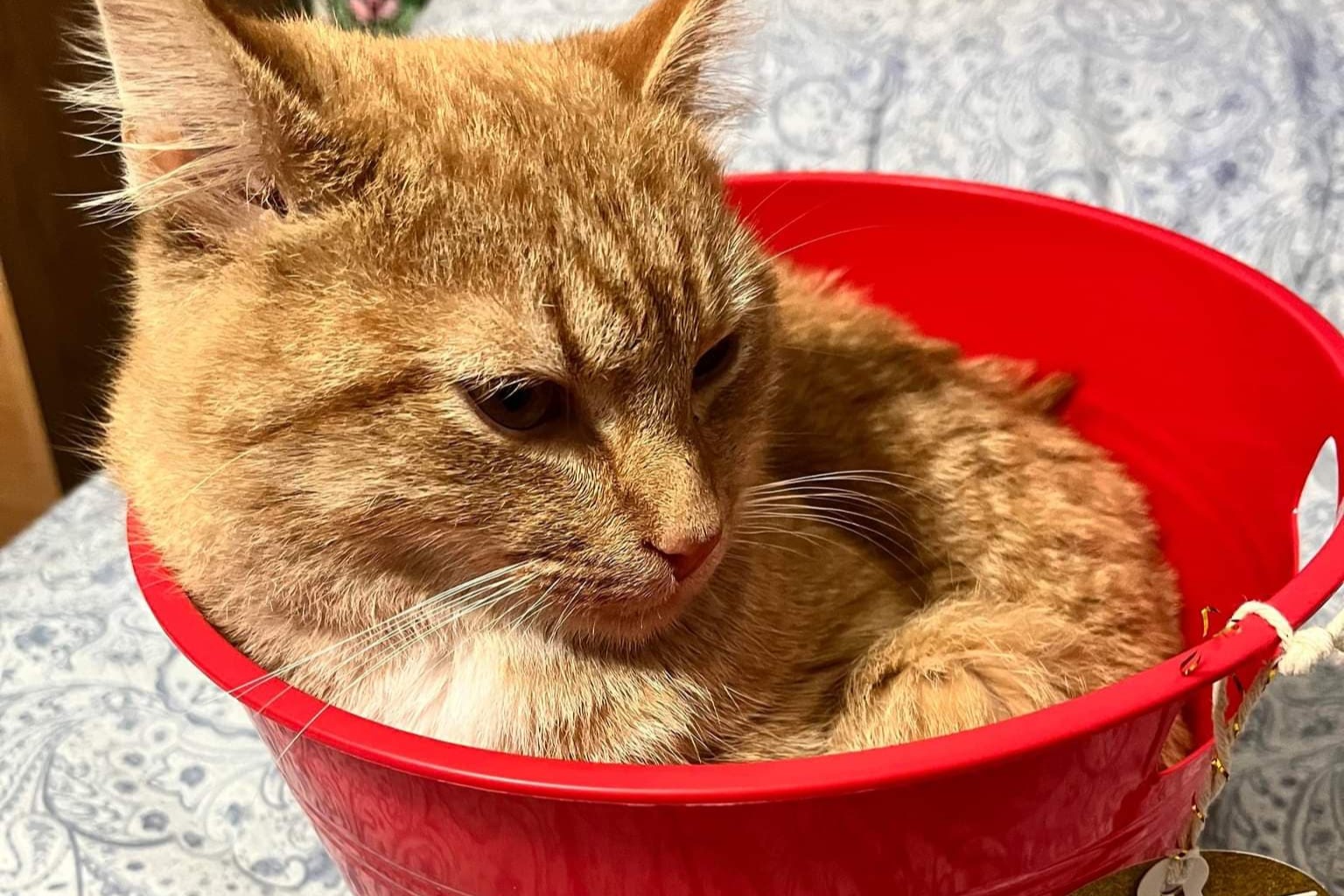 bucket the cat