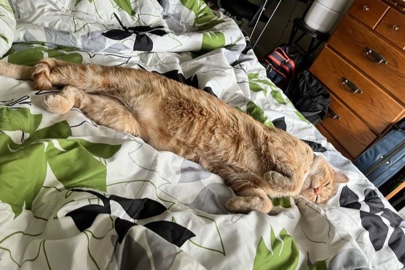 bucket the cat