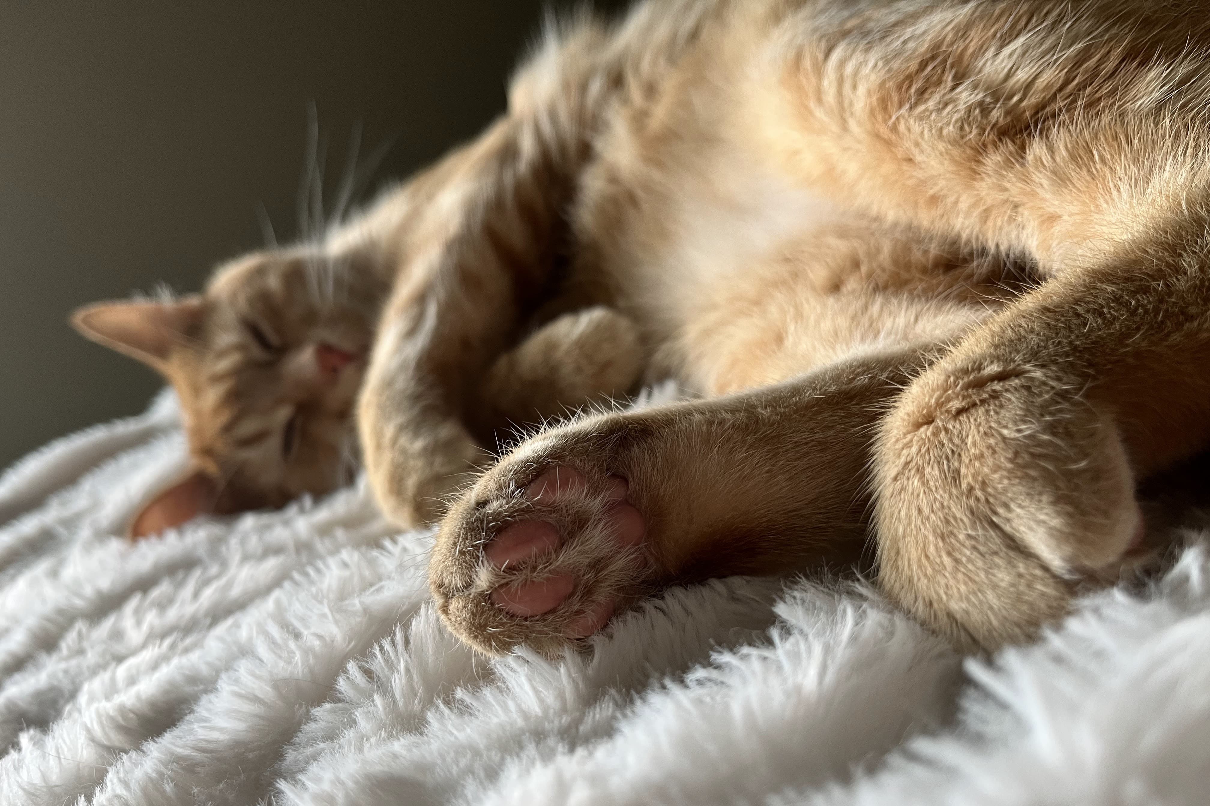 bucket the cat