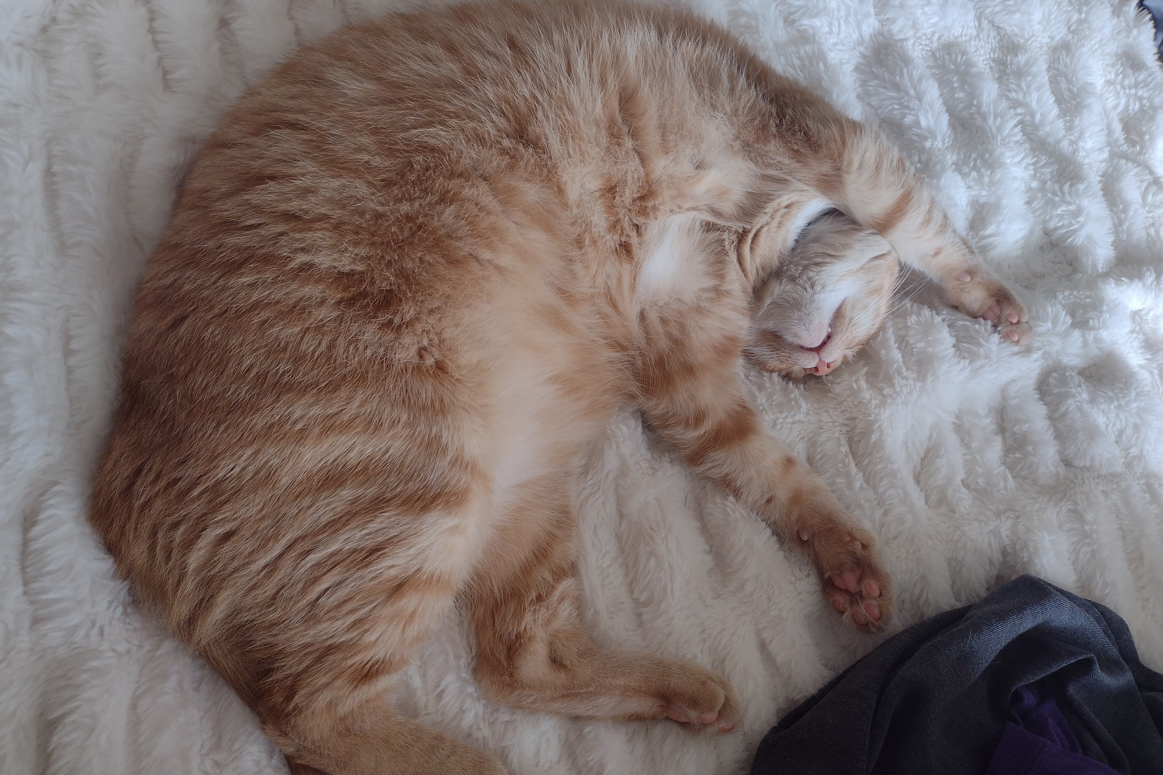 bucket the cat