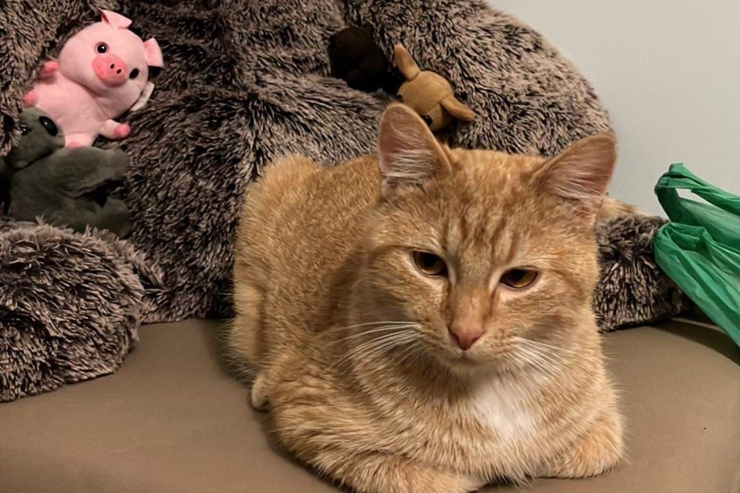 bucket the cat