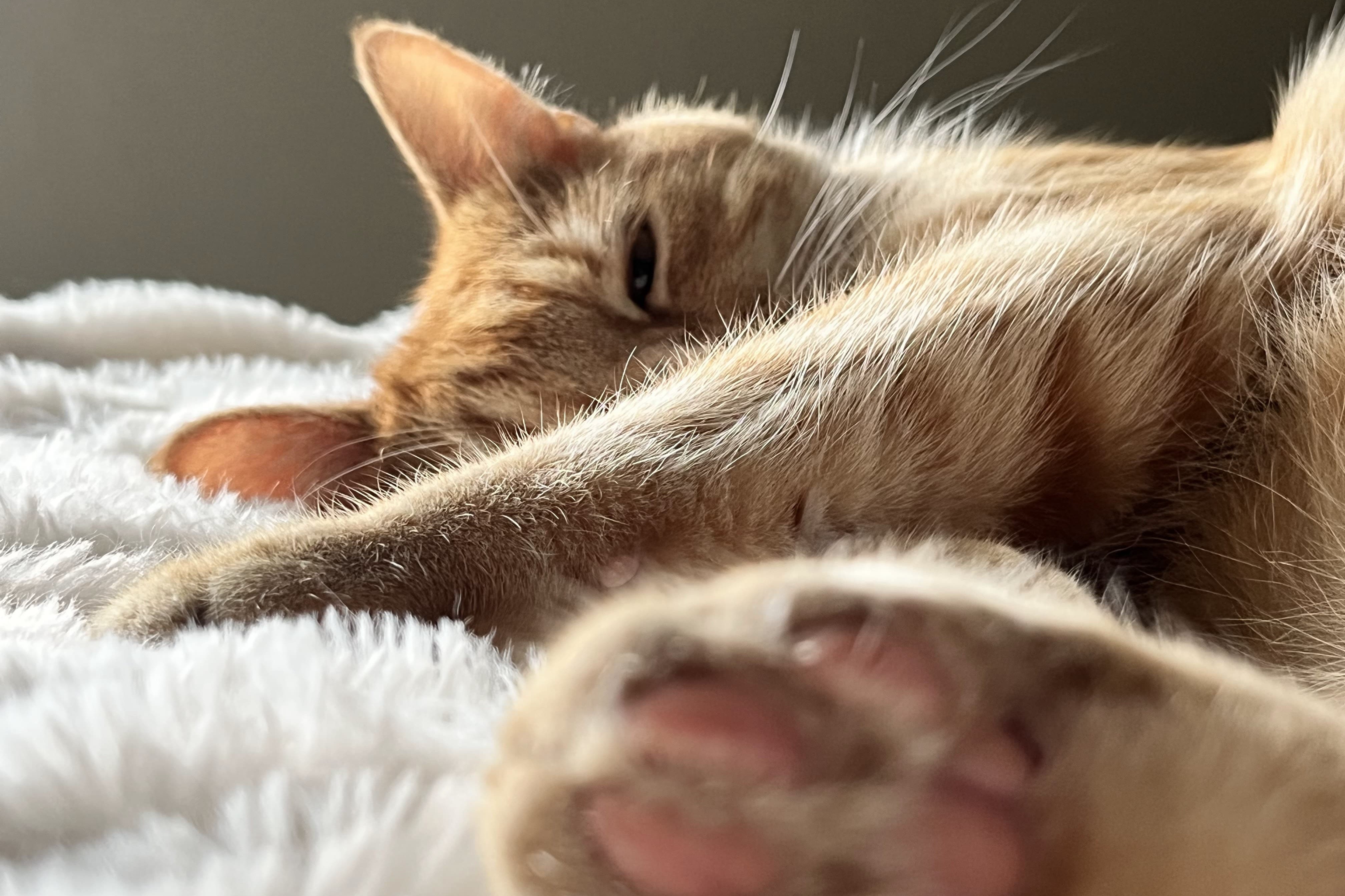 bucket the cat