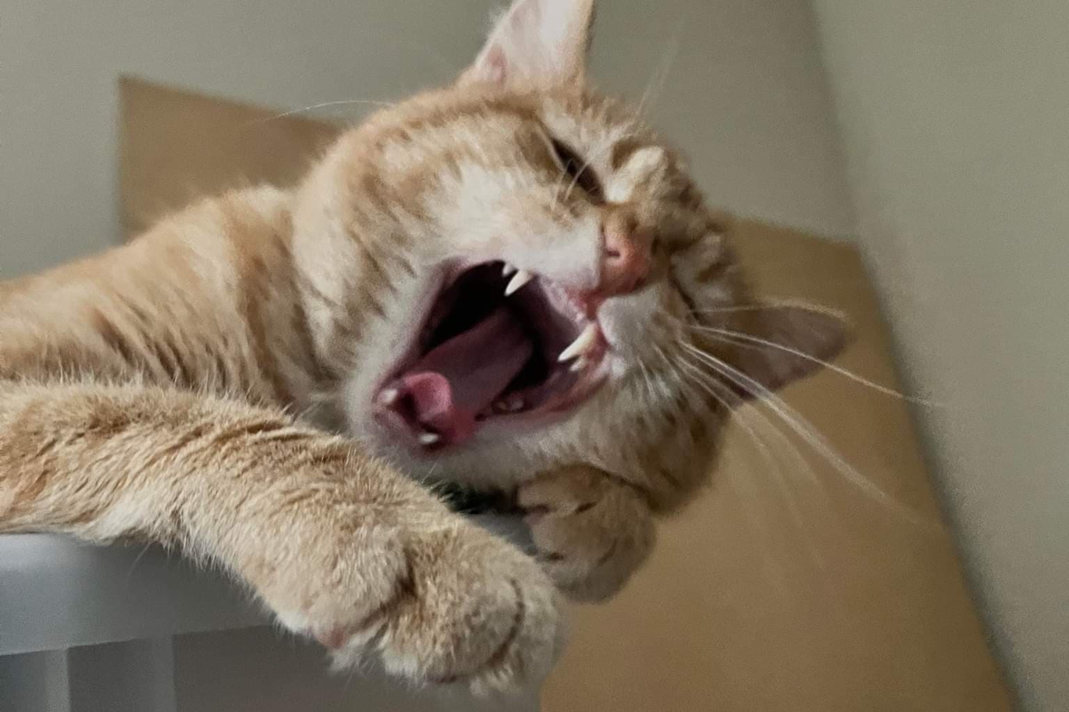 bucket the cat