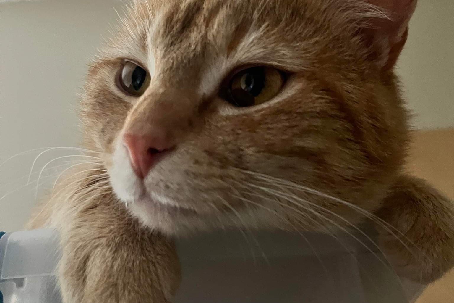 bucket the cat