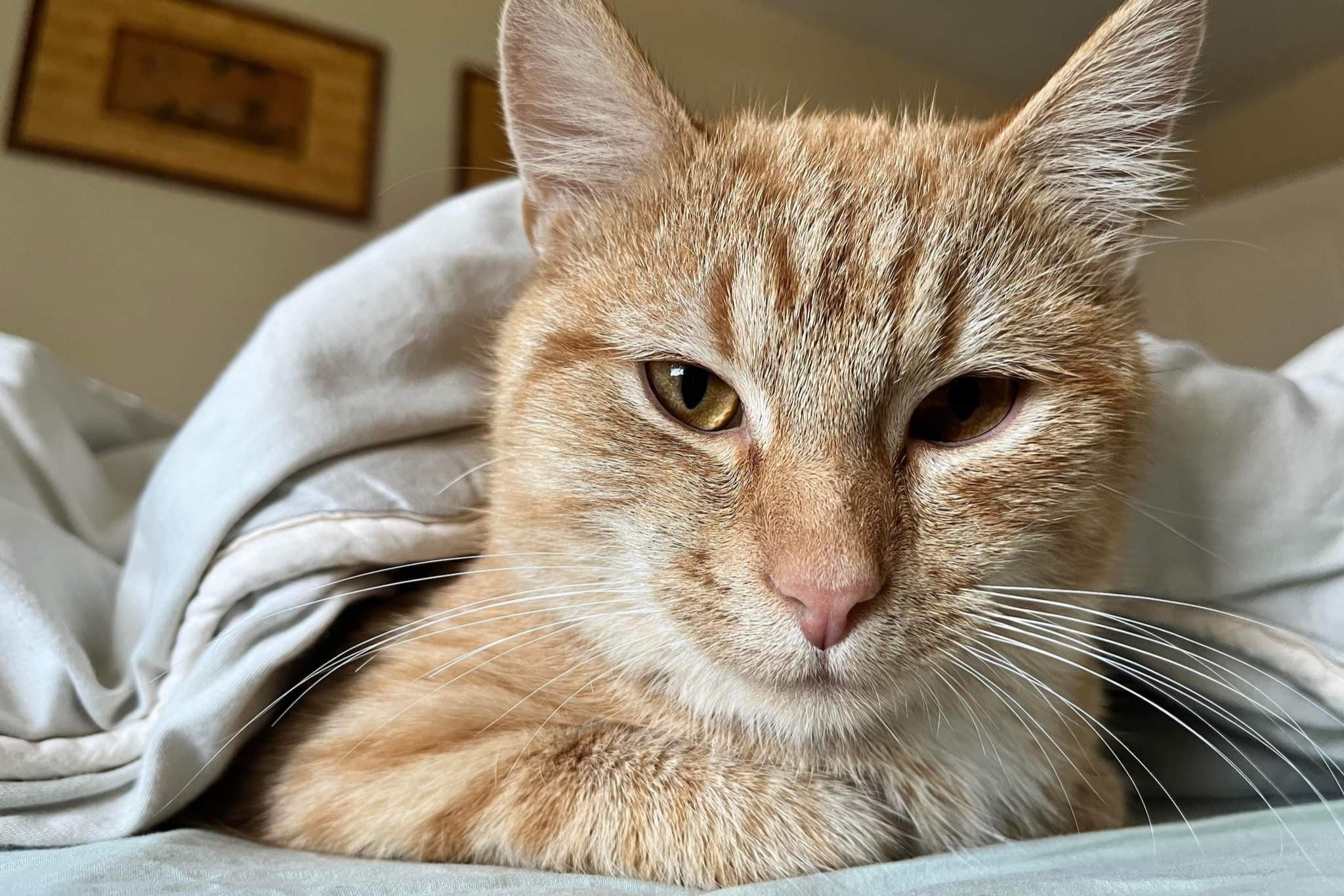 bucket the cat