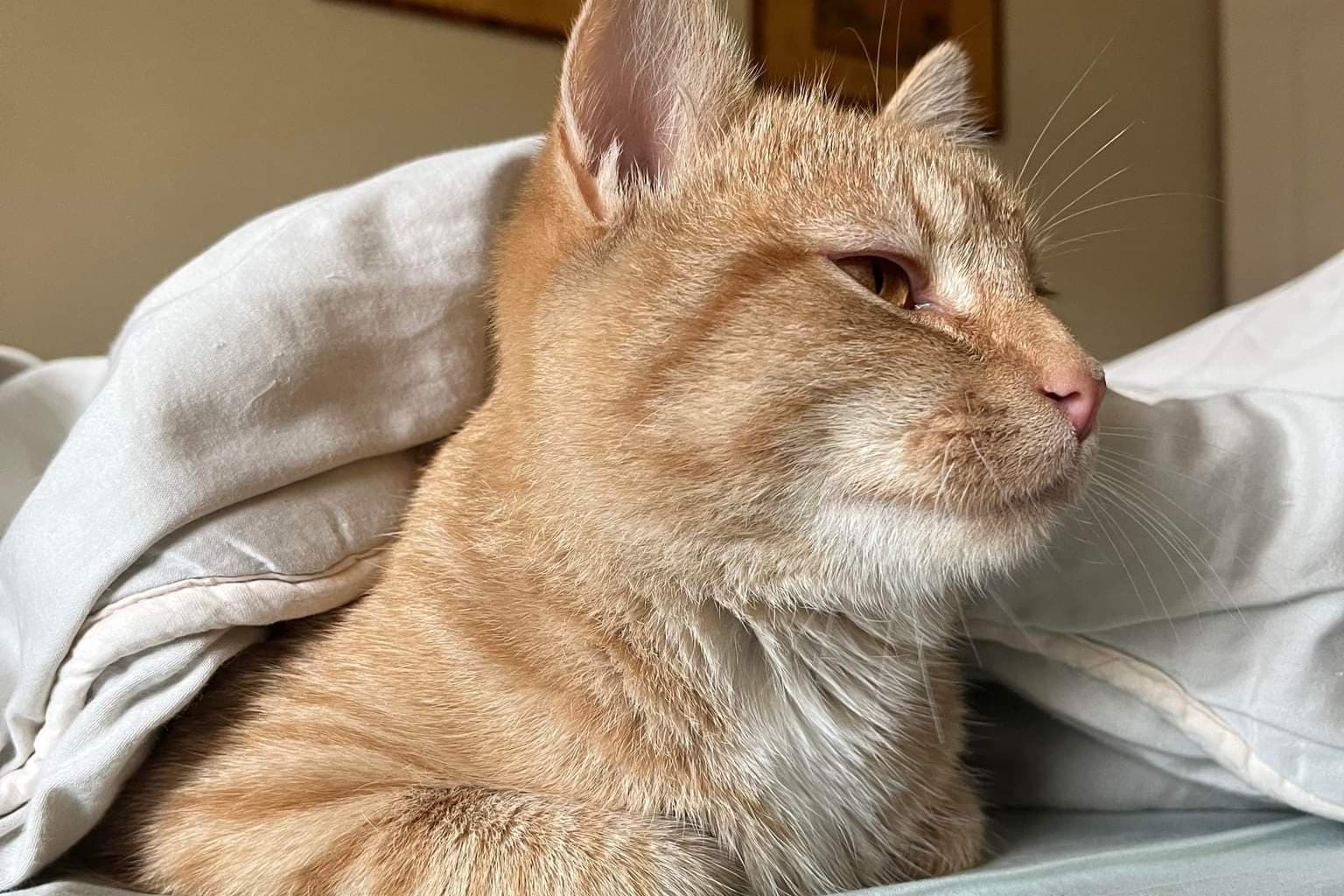 bucket the cat