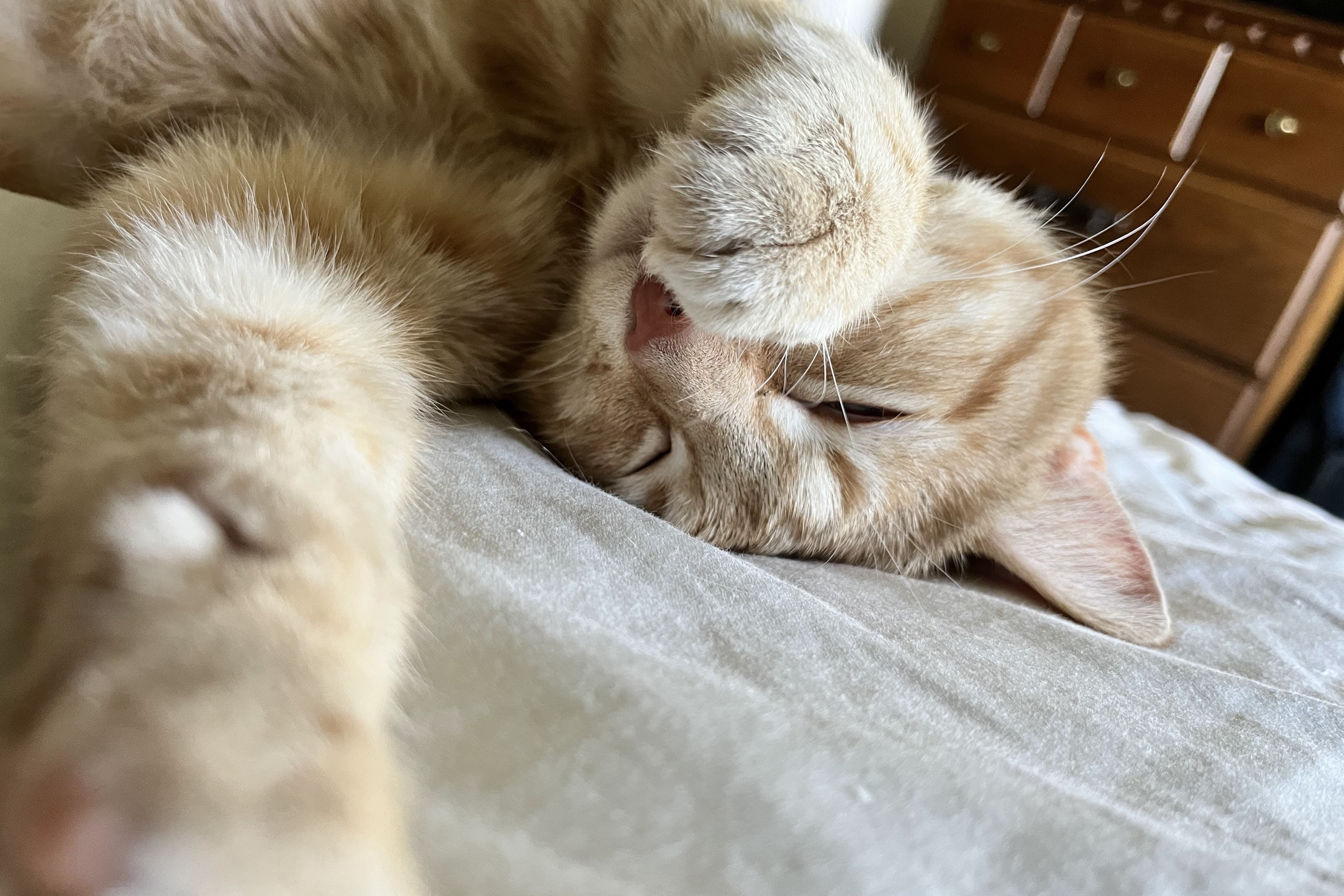 bucket the cat