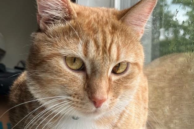 bucket the cat