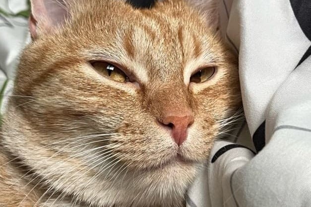 bucket the cat