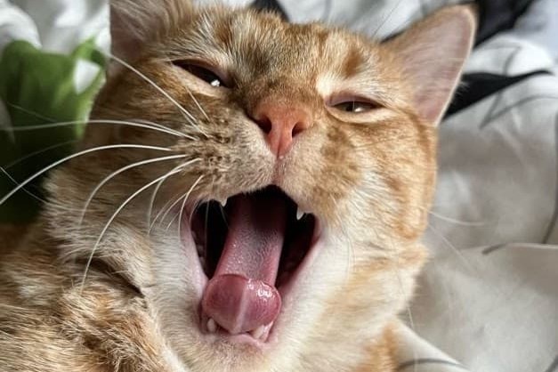 bucket the cat
